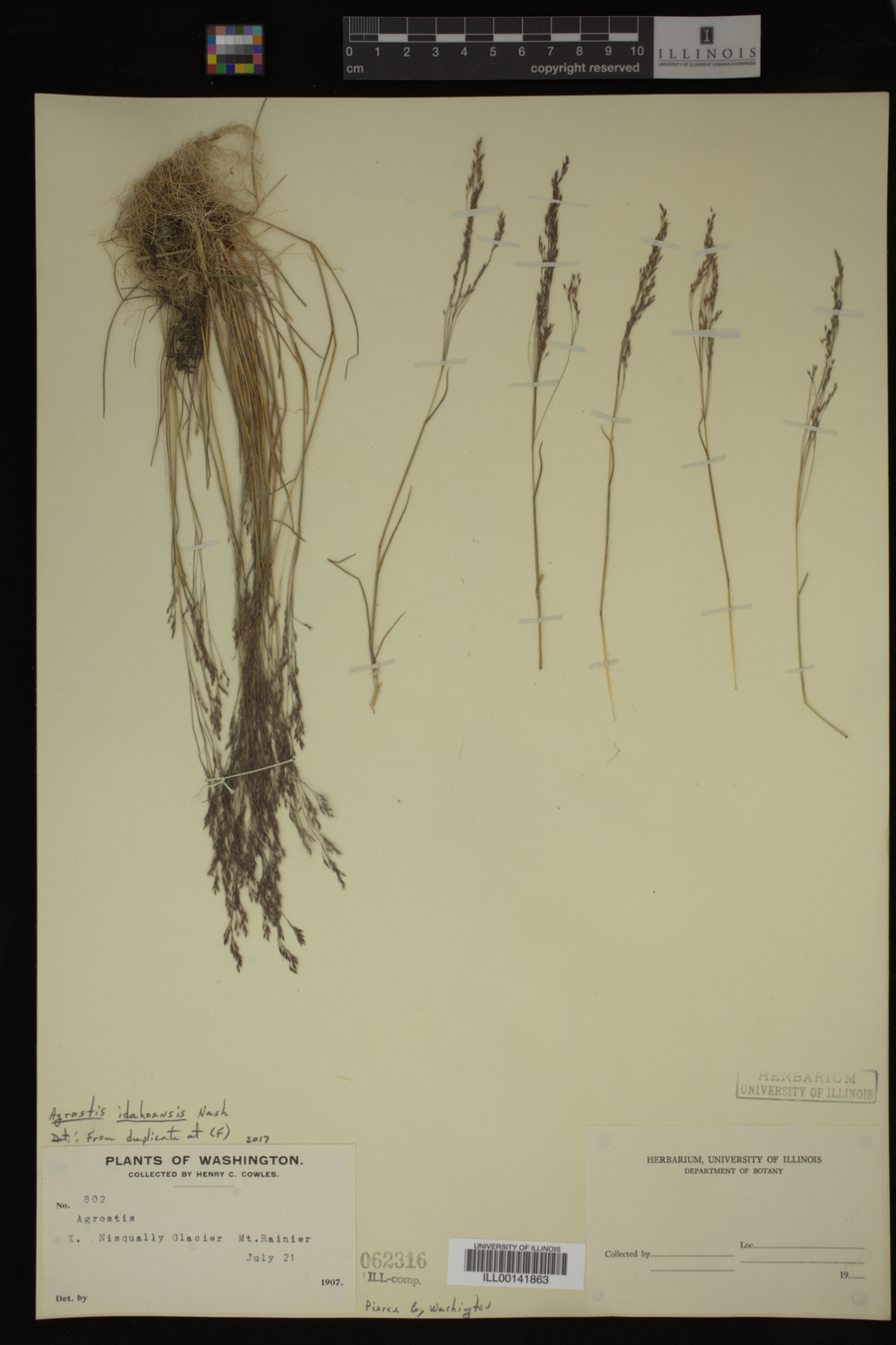 Agrostis idahoensis image