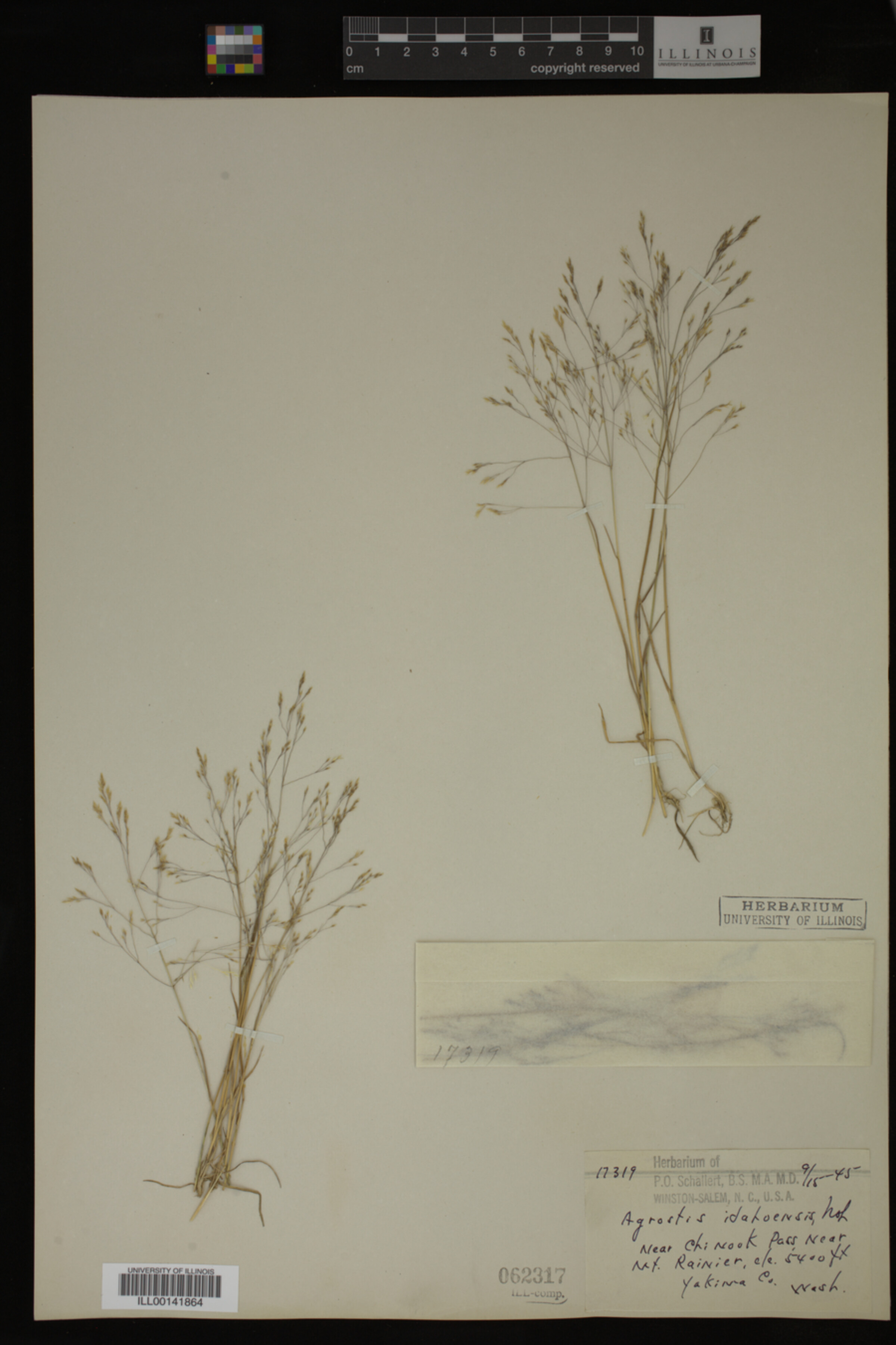 Agrostis idahoensis image