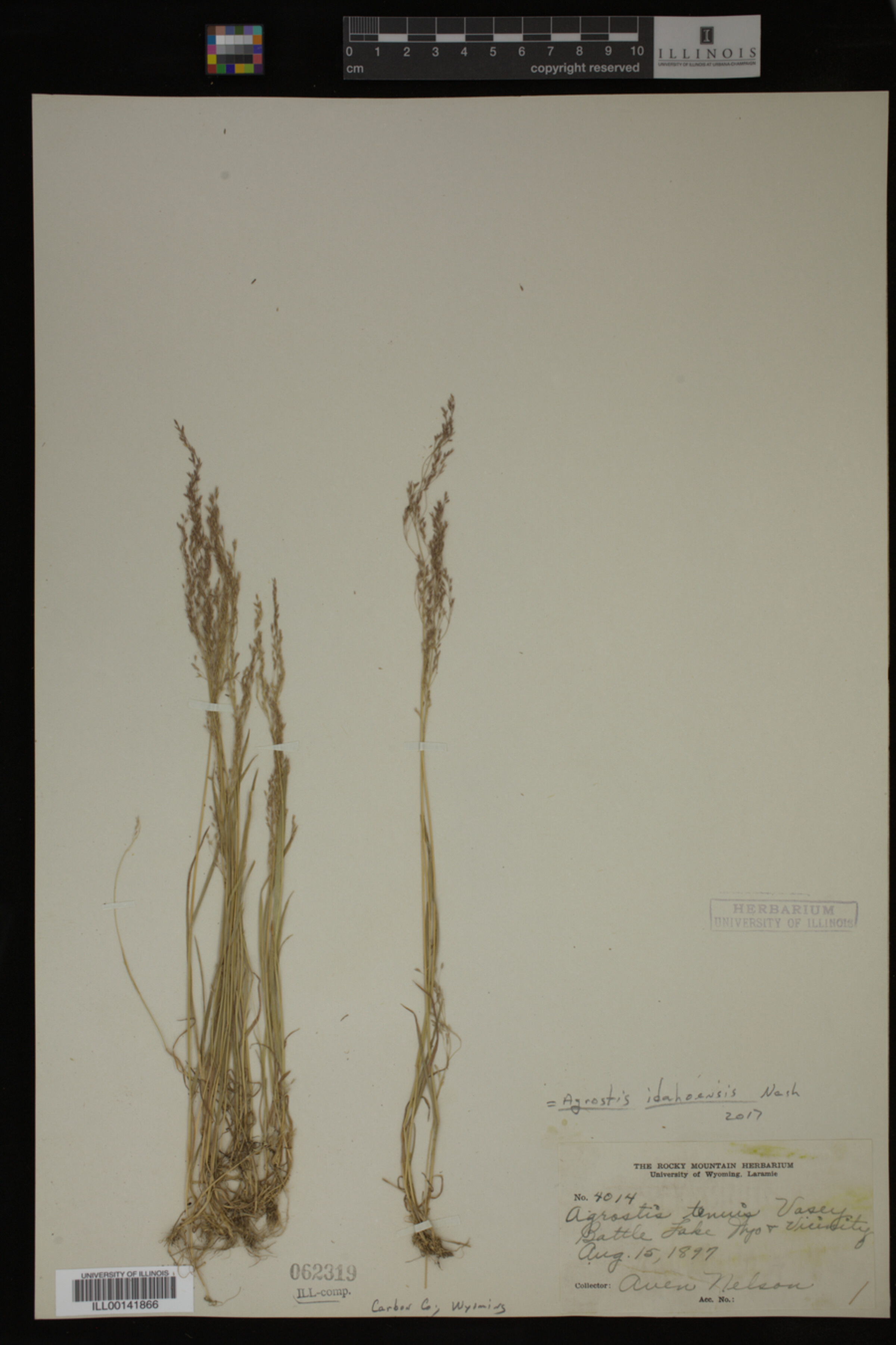 Agrostis idahoensis image