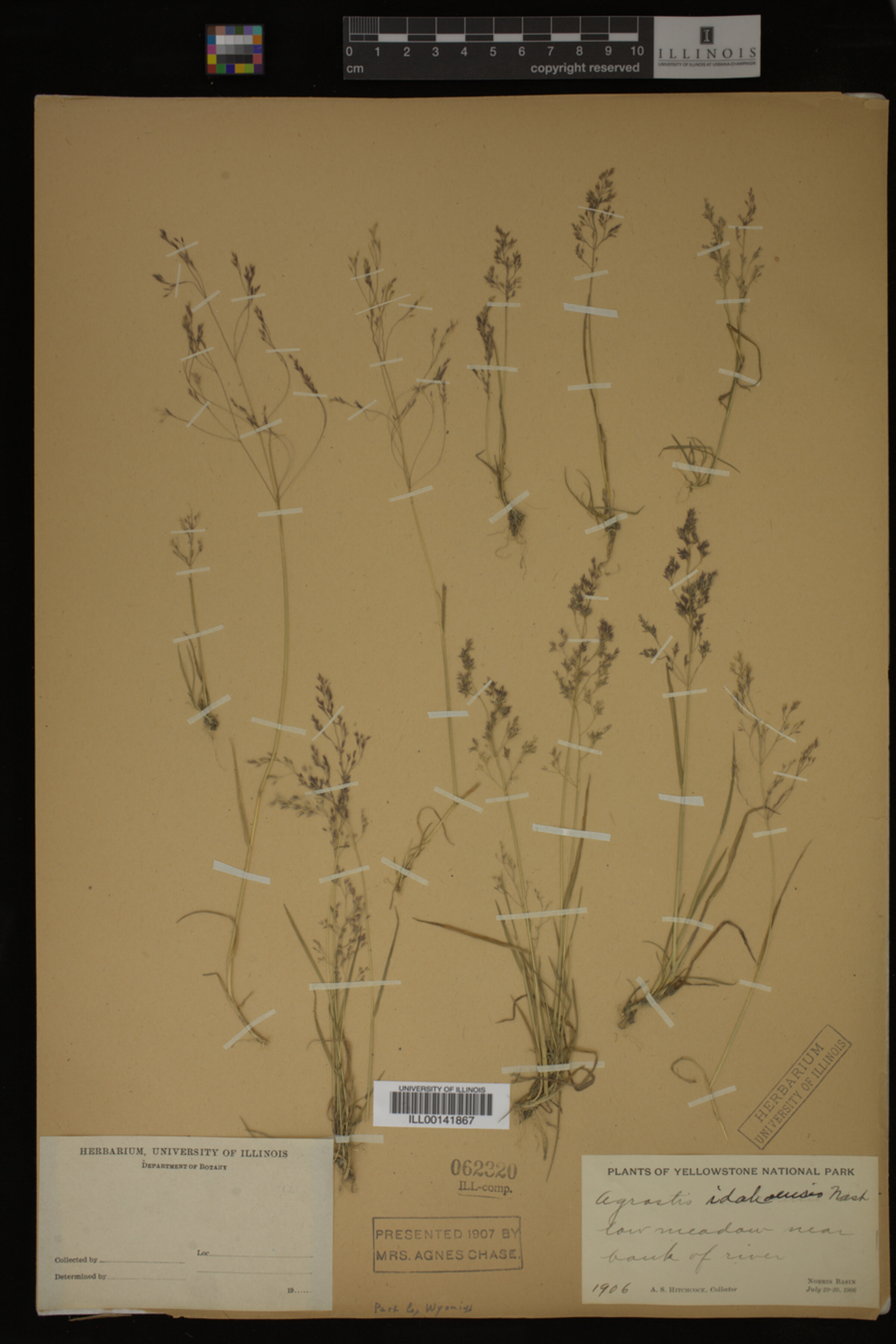 Agrostis idahoensis image