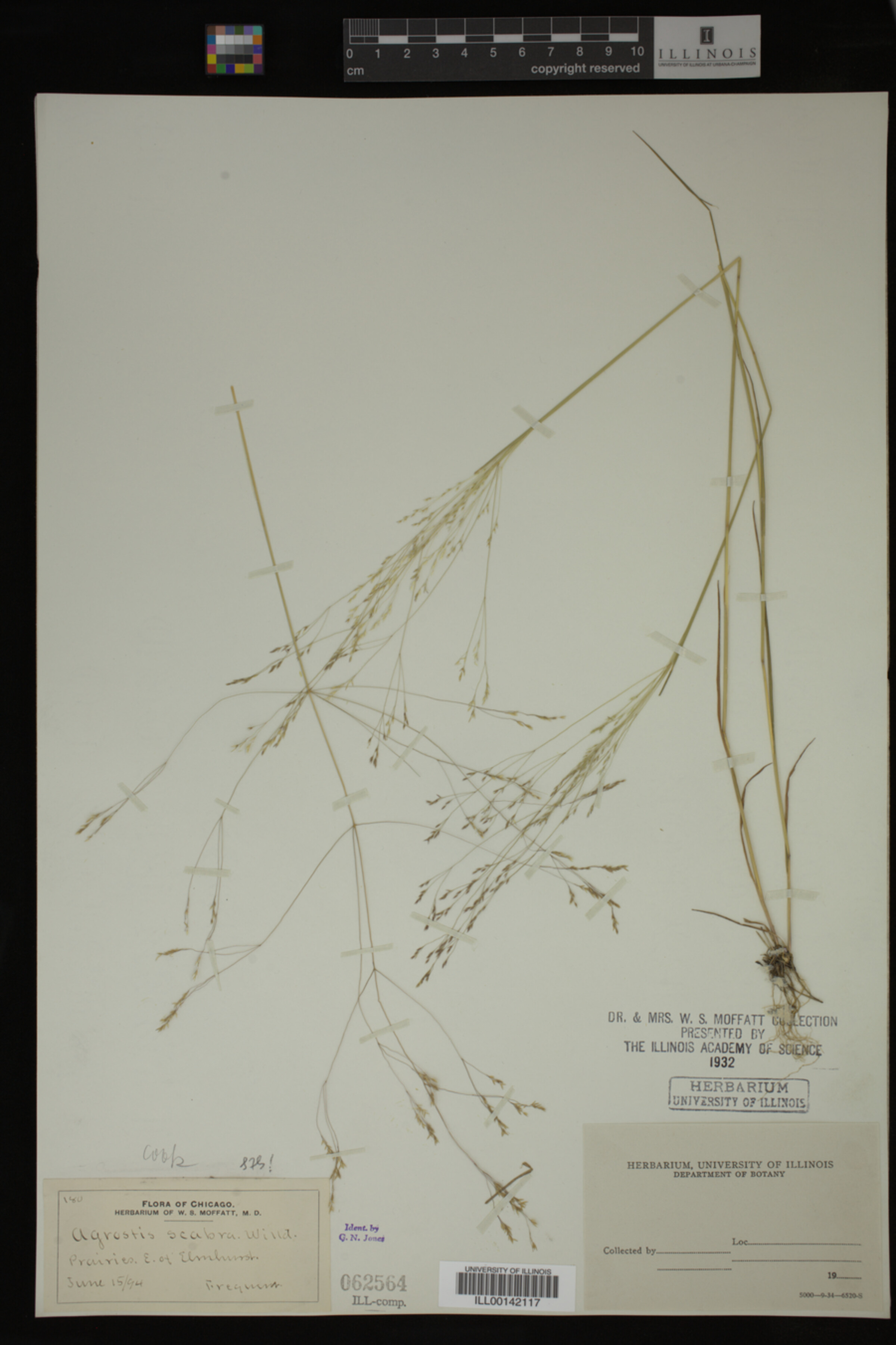 Agrostis scabra image
