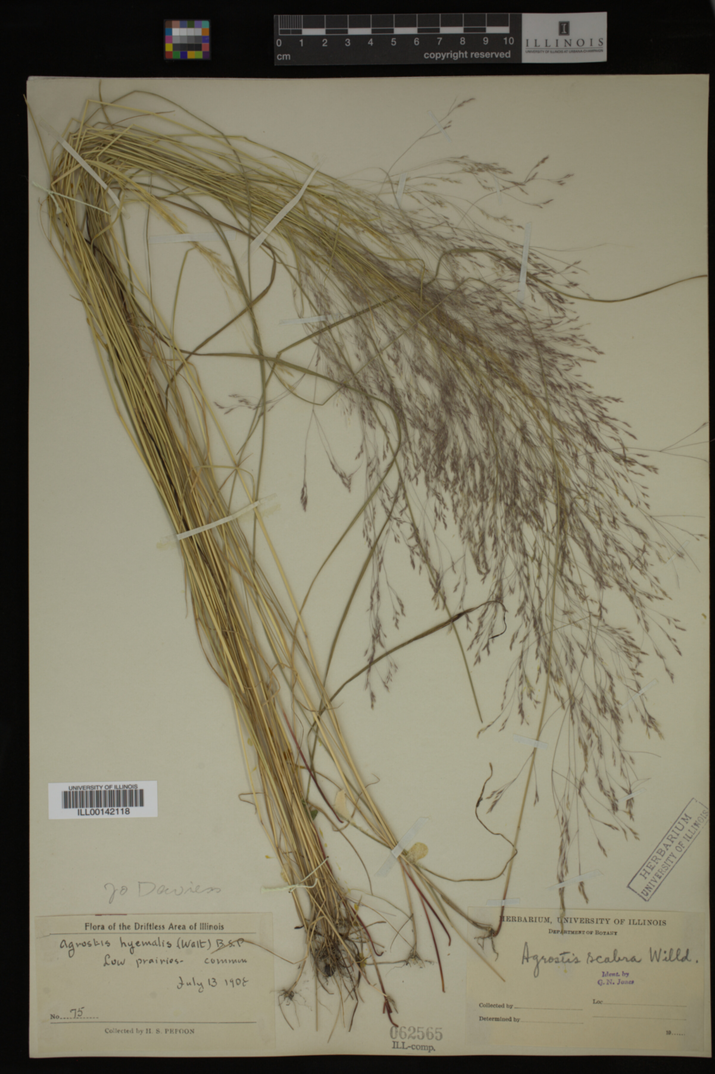 Agrostis scabra image
