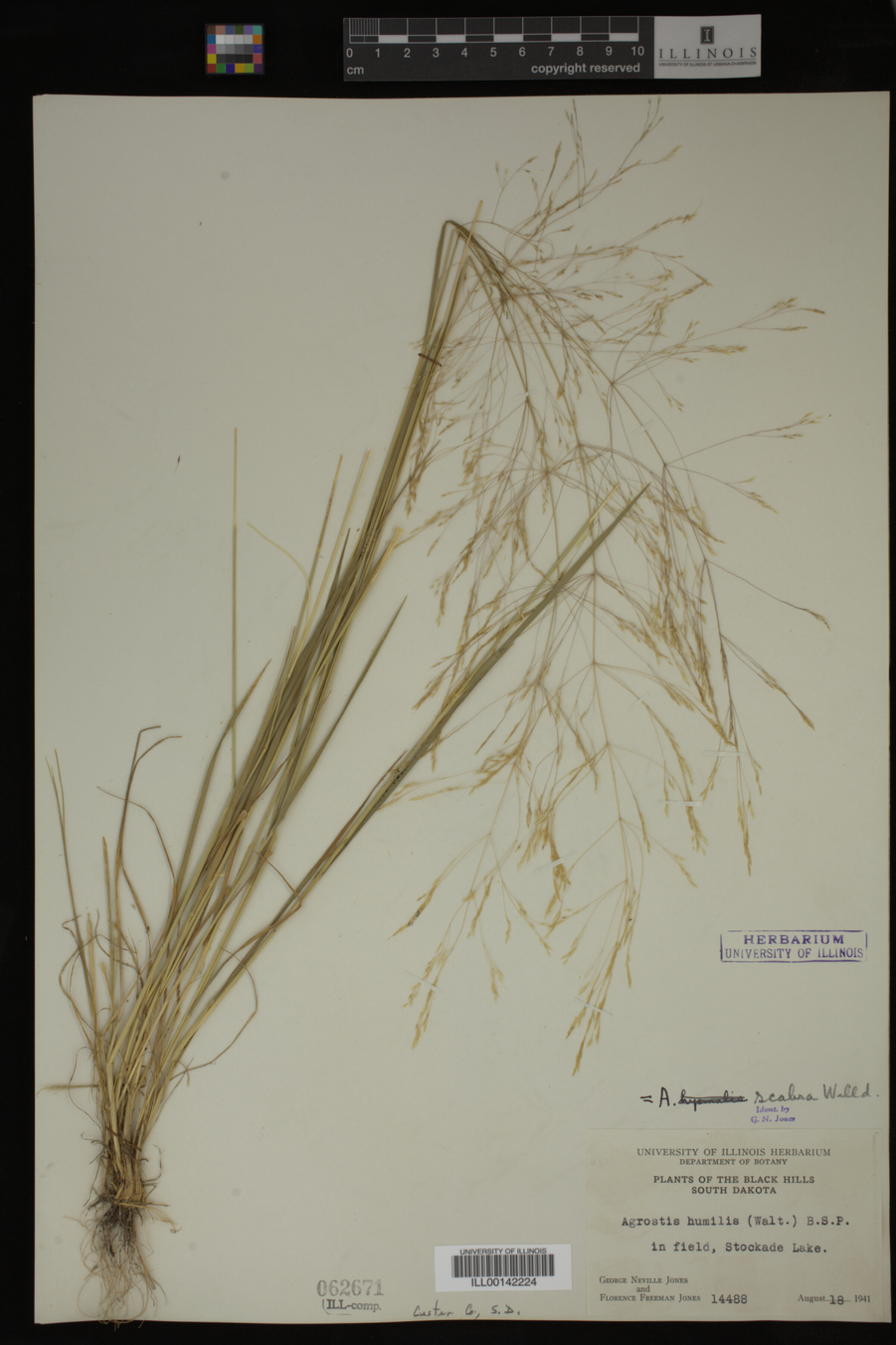 Agrostis scabra image