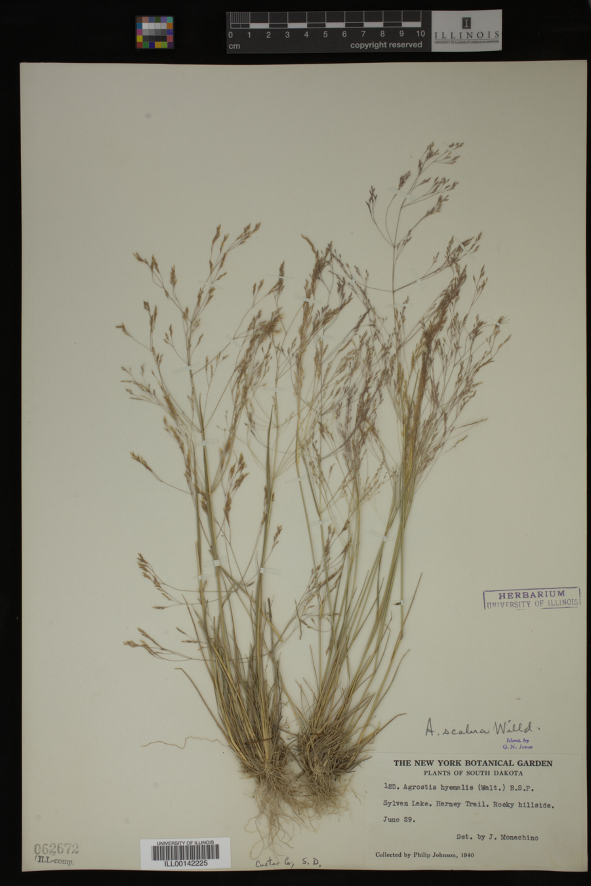 Agrostis image