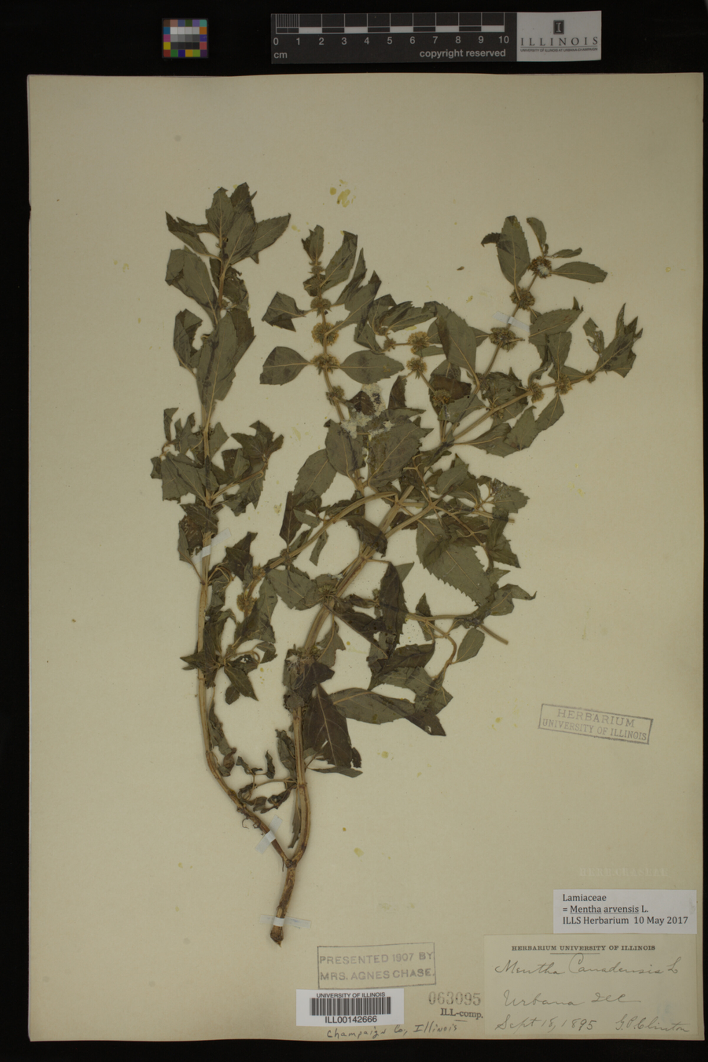 Mentha arvensis image