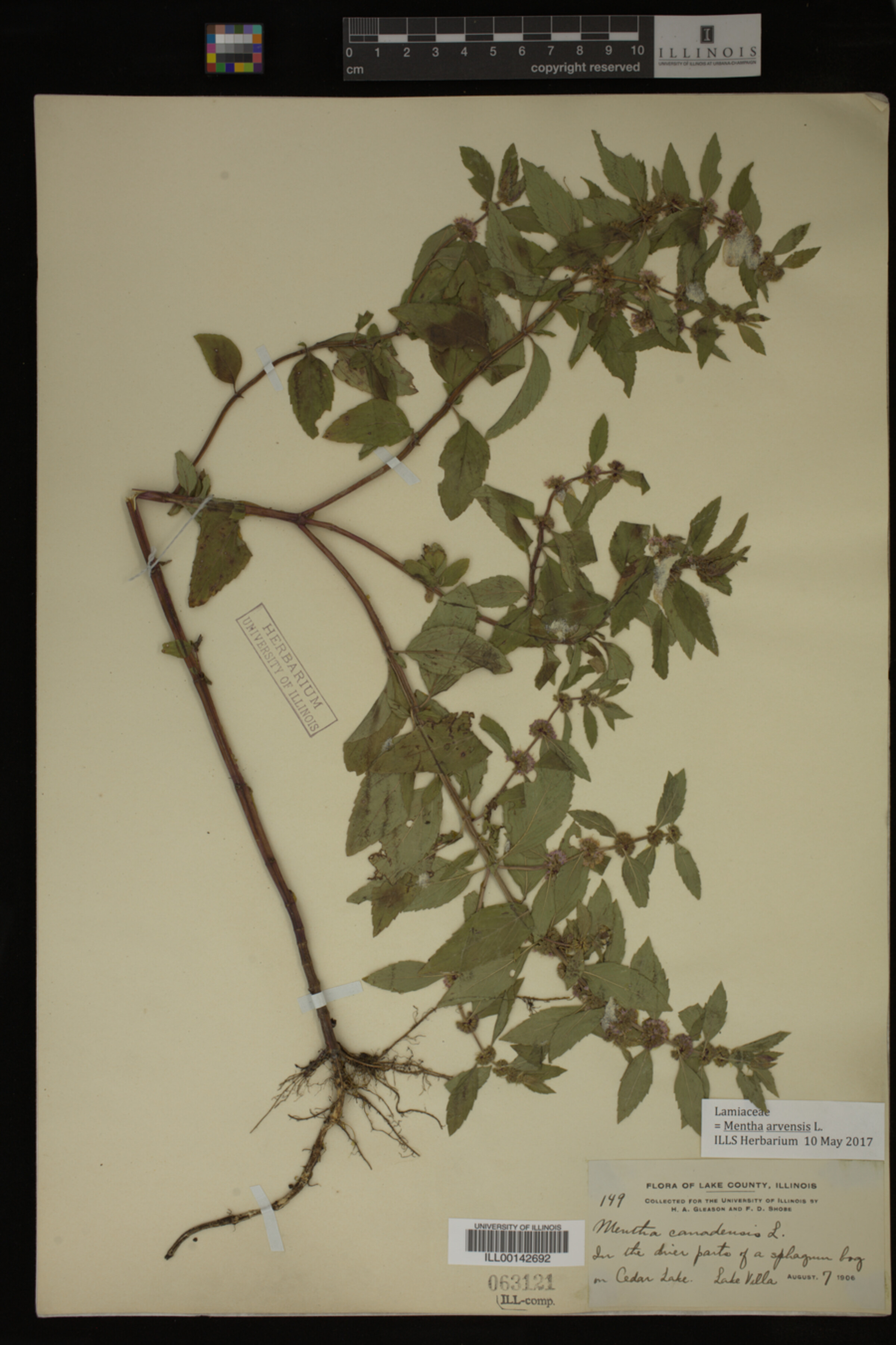 Mentha image