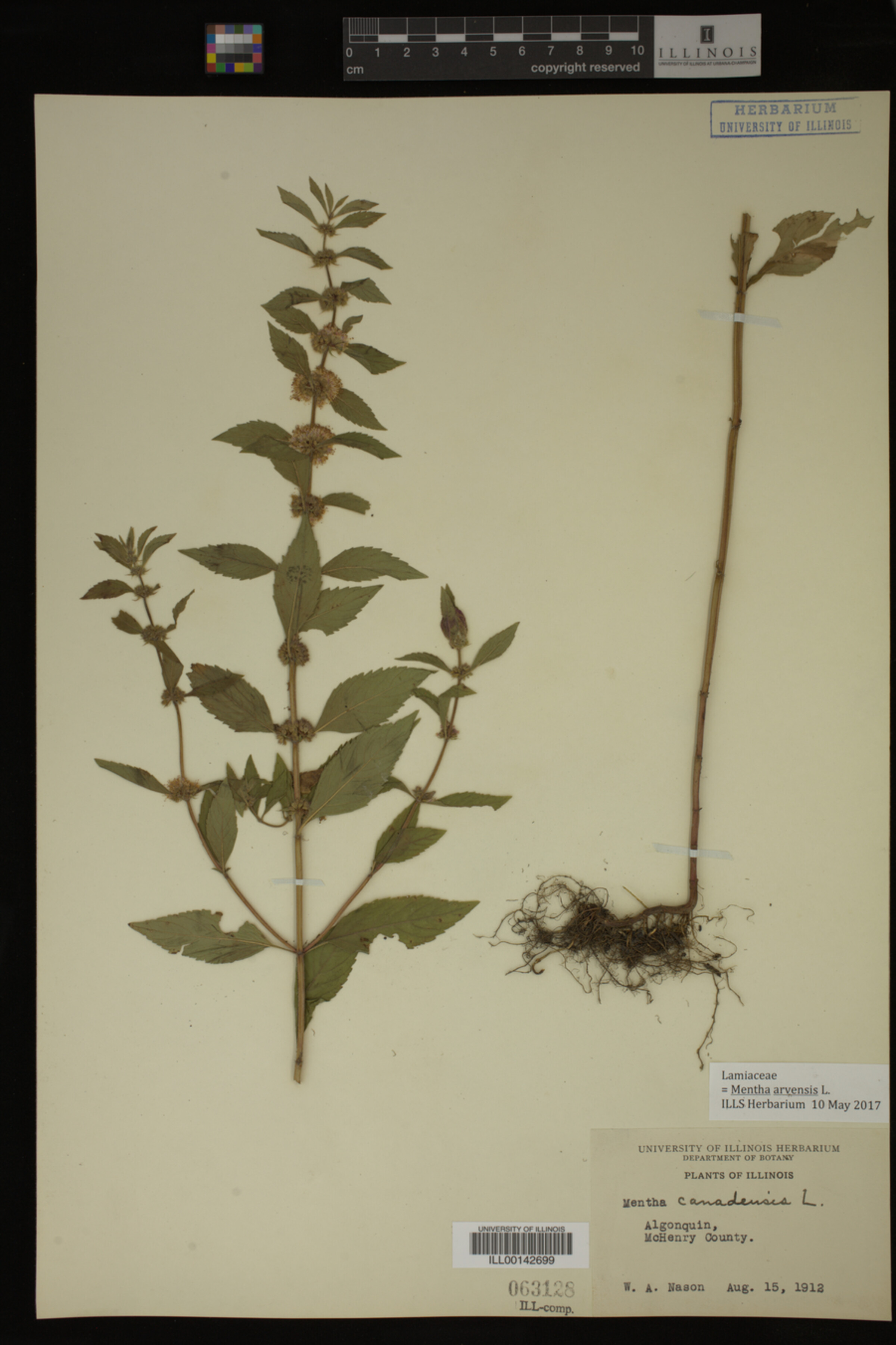 Mentha arvensis image