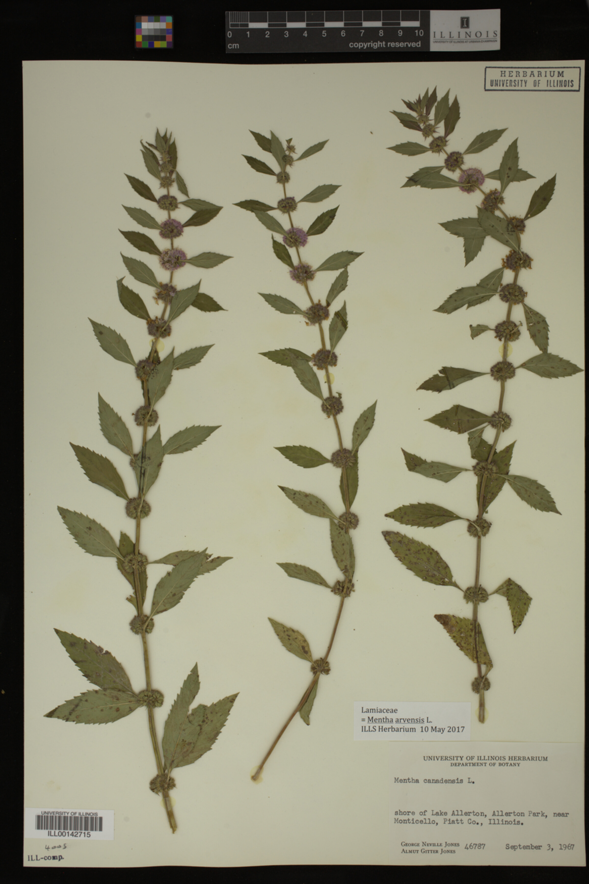 Mentha arvensis image