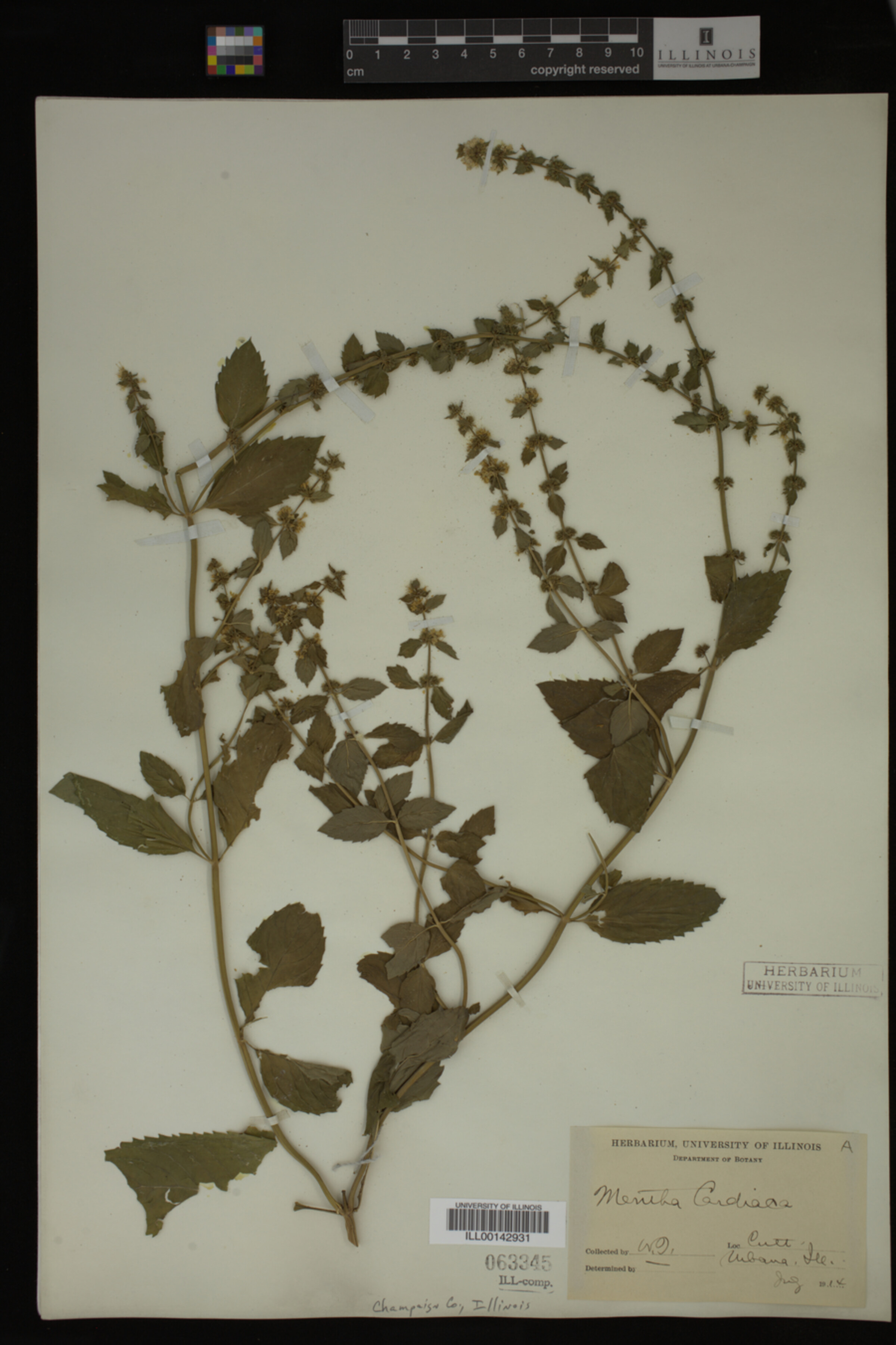 Mentha cardiaca image