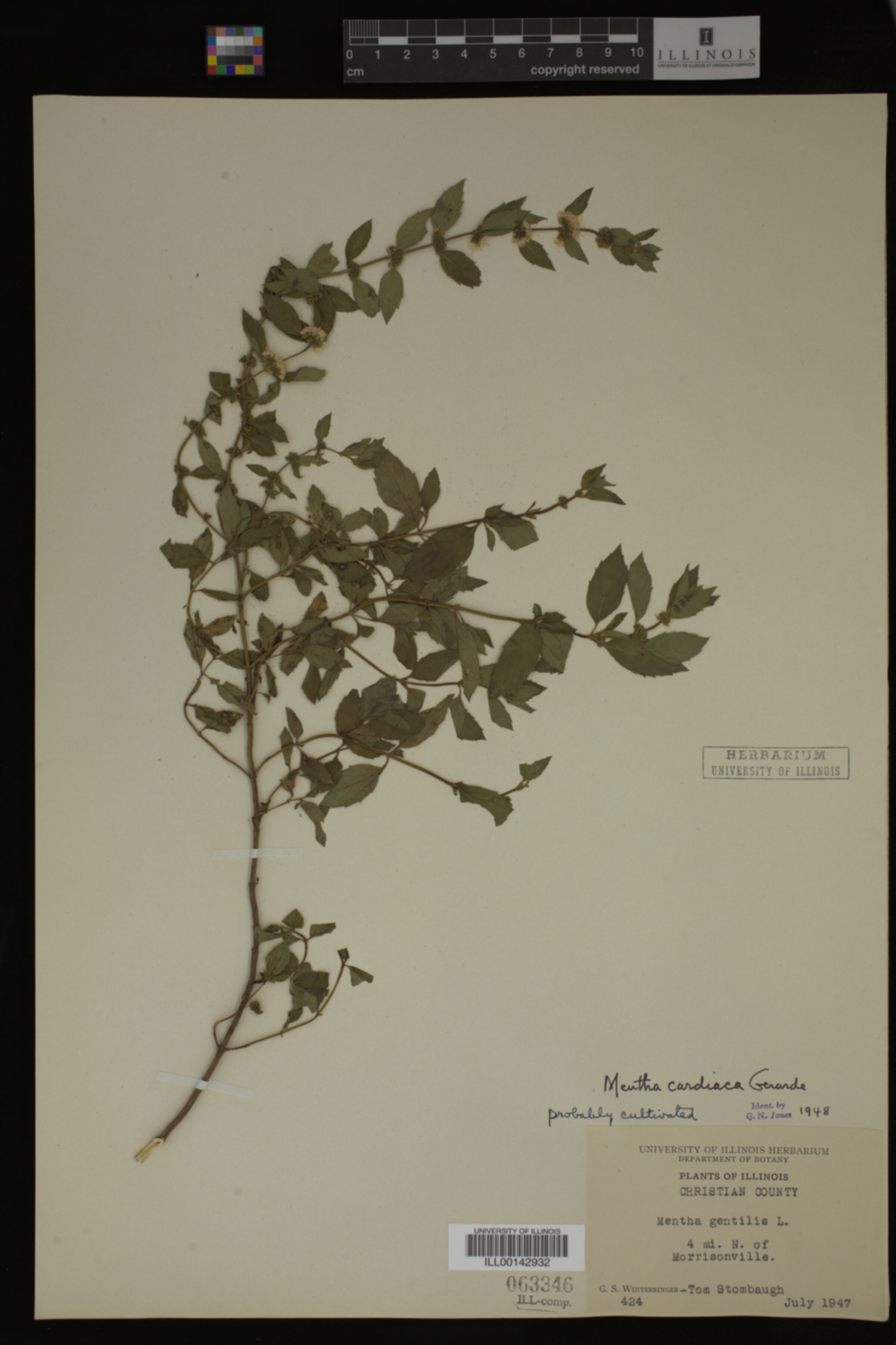 Mentha cardiaca image
