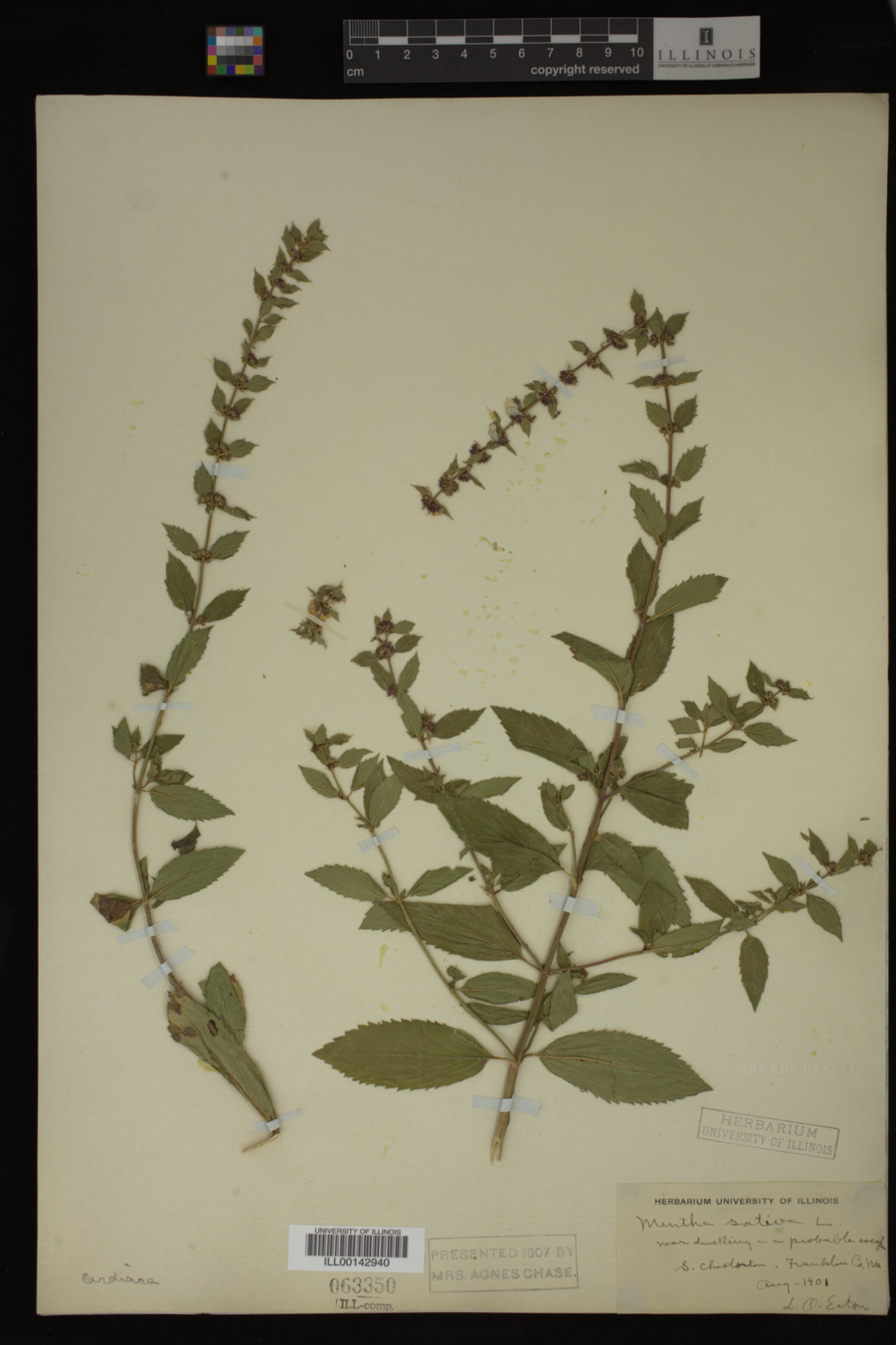 Mentha cardiaca image