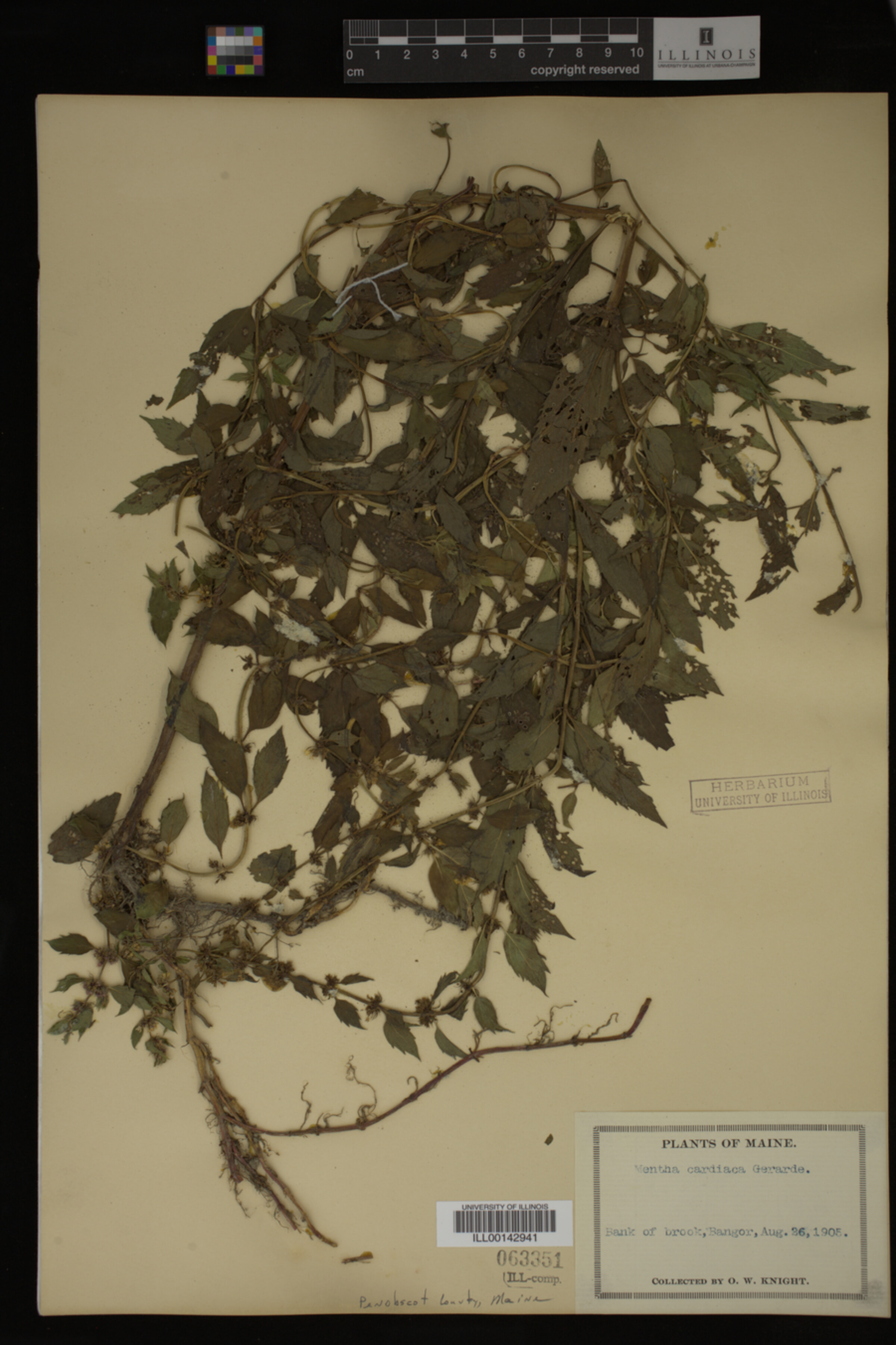 Mentha cardiaca image