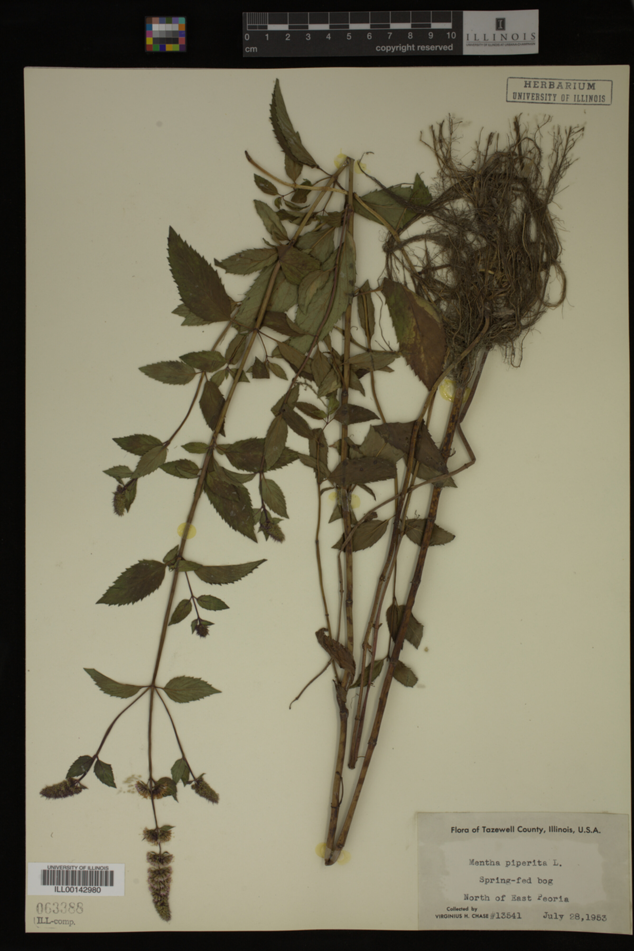 Mentha piperita image
