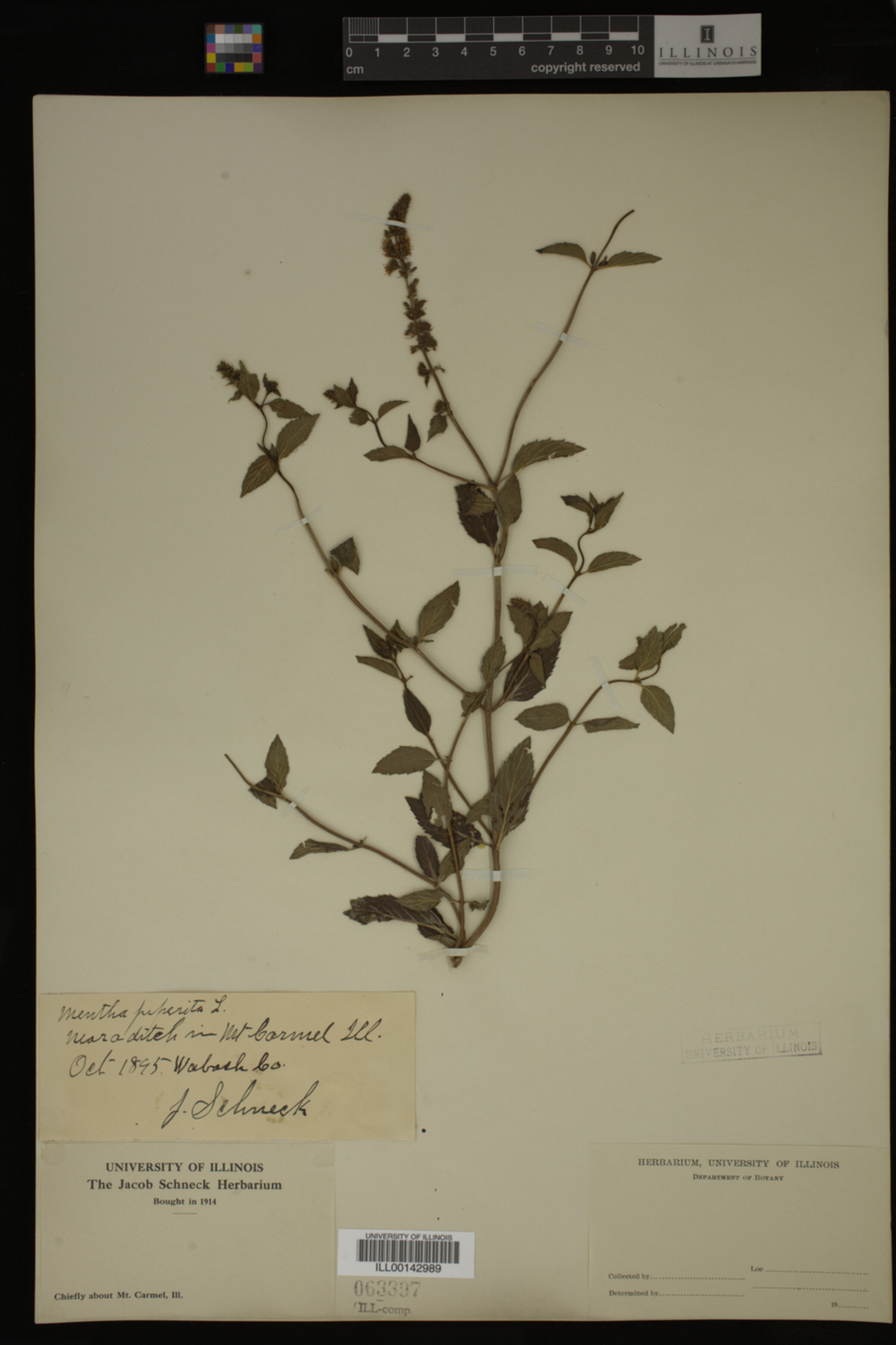 Mentha piperita image