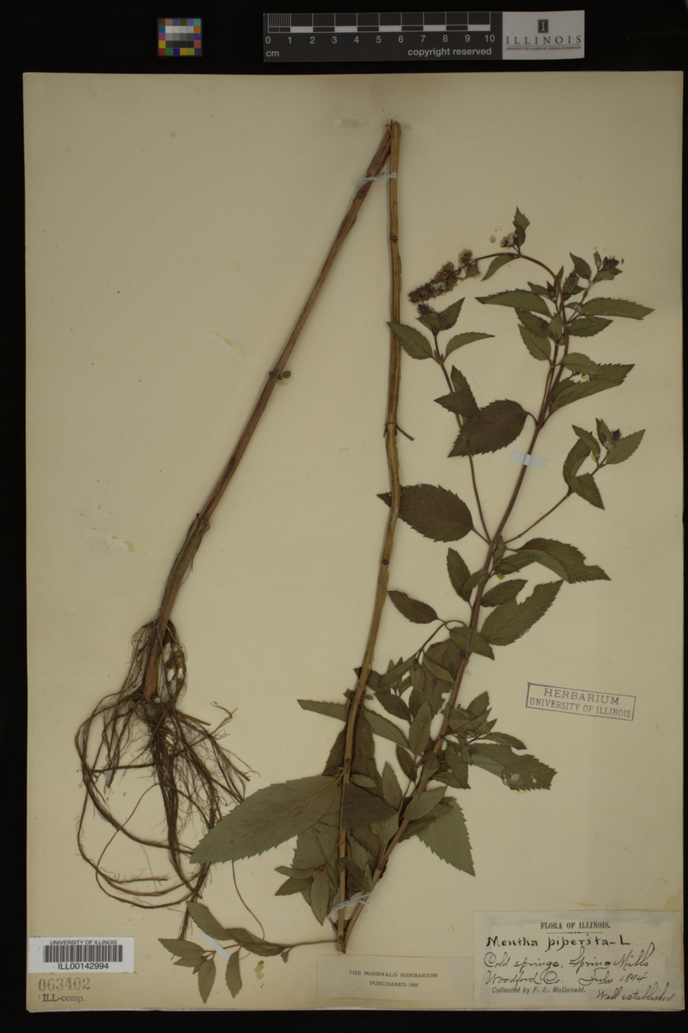 Mentha piperita image