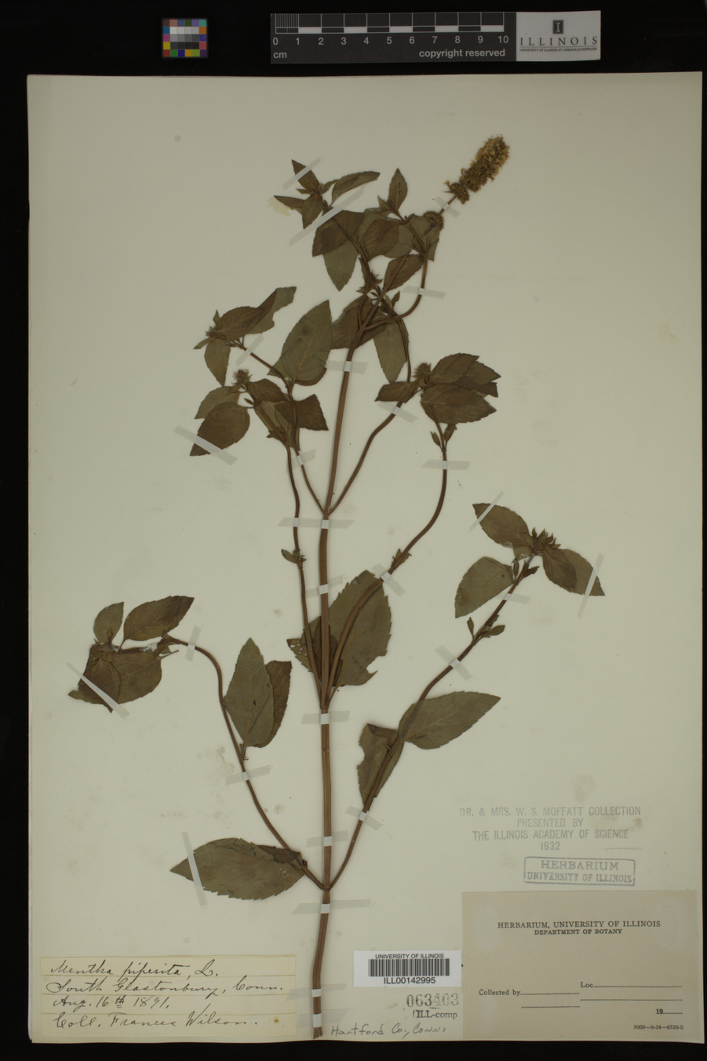 Mentha piperita image