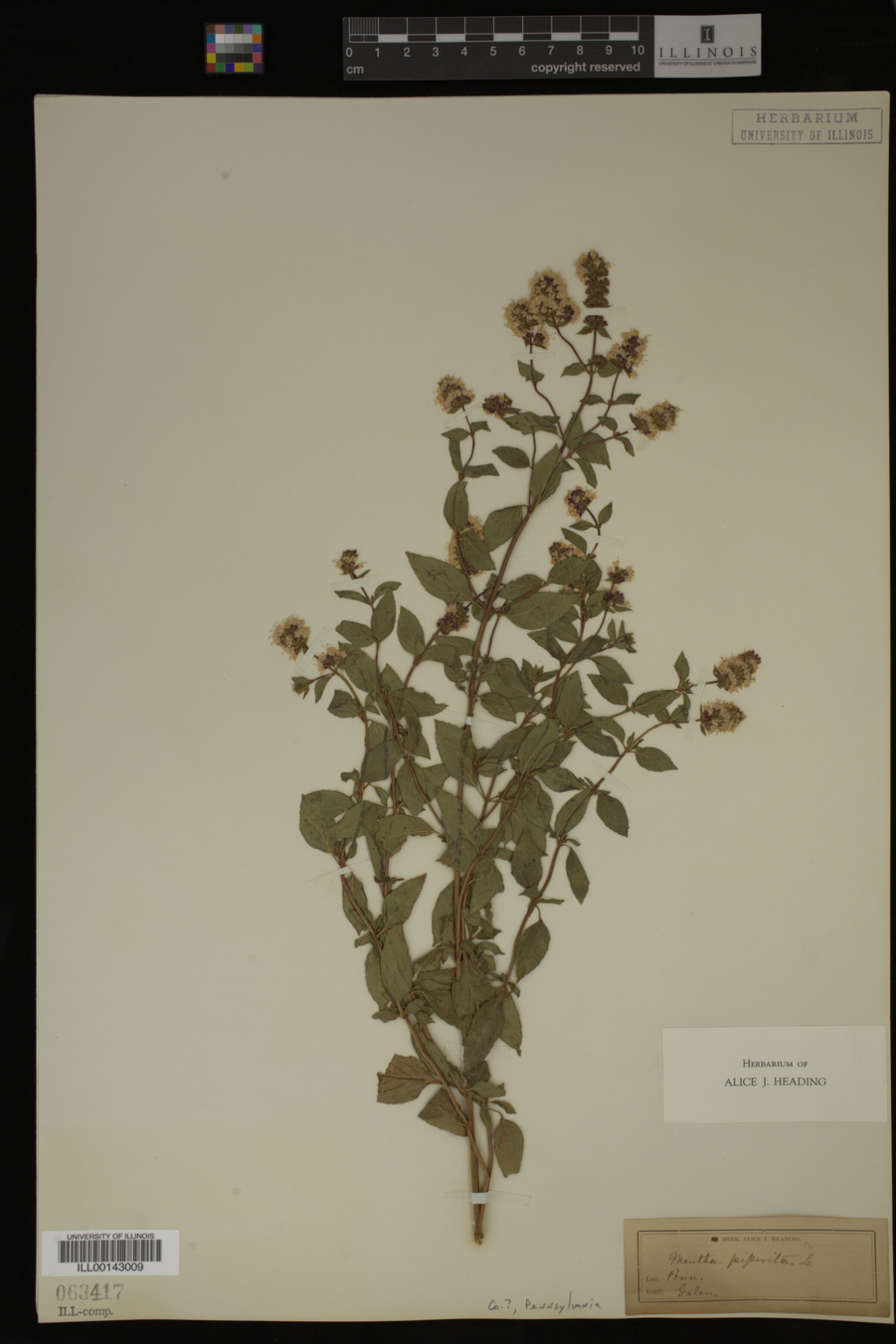 Mentha piperita image