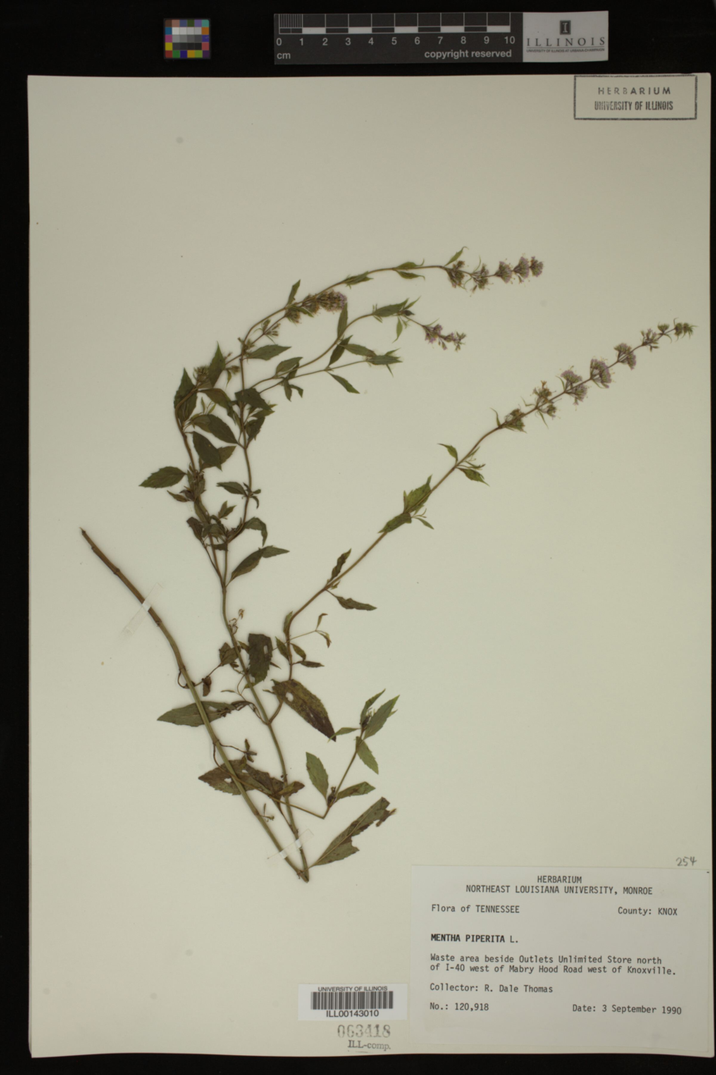 Mentha image