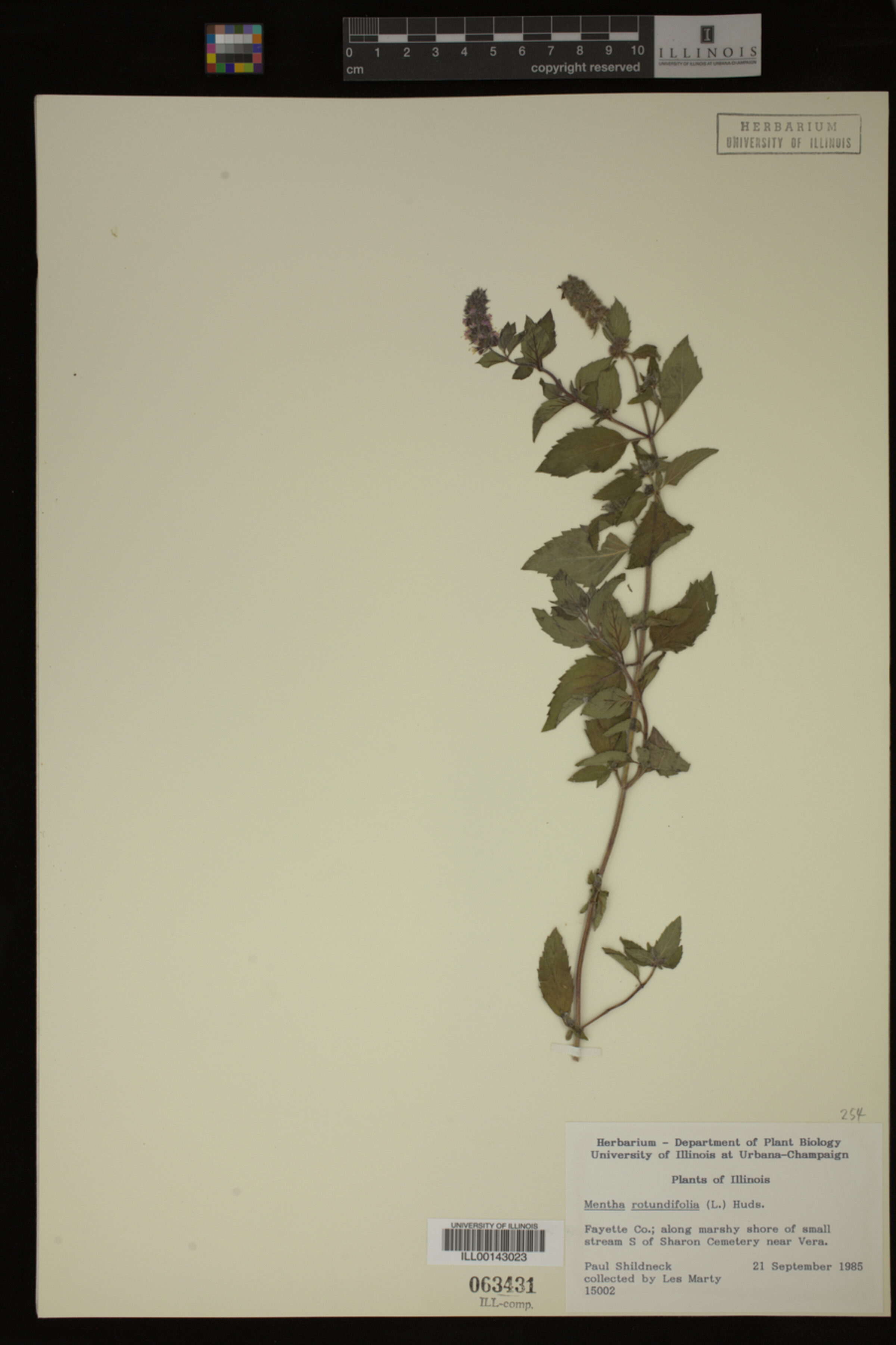 Mentha rotundifolia image