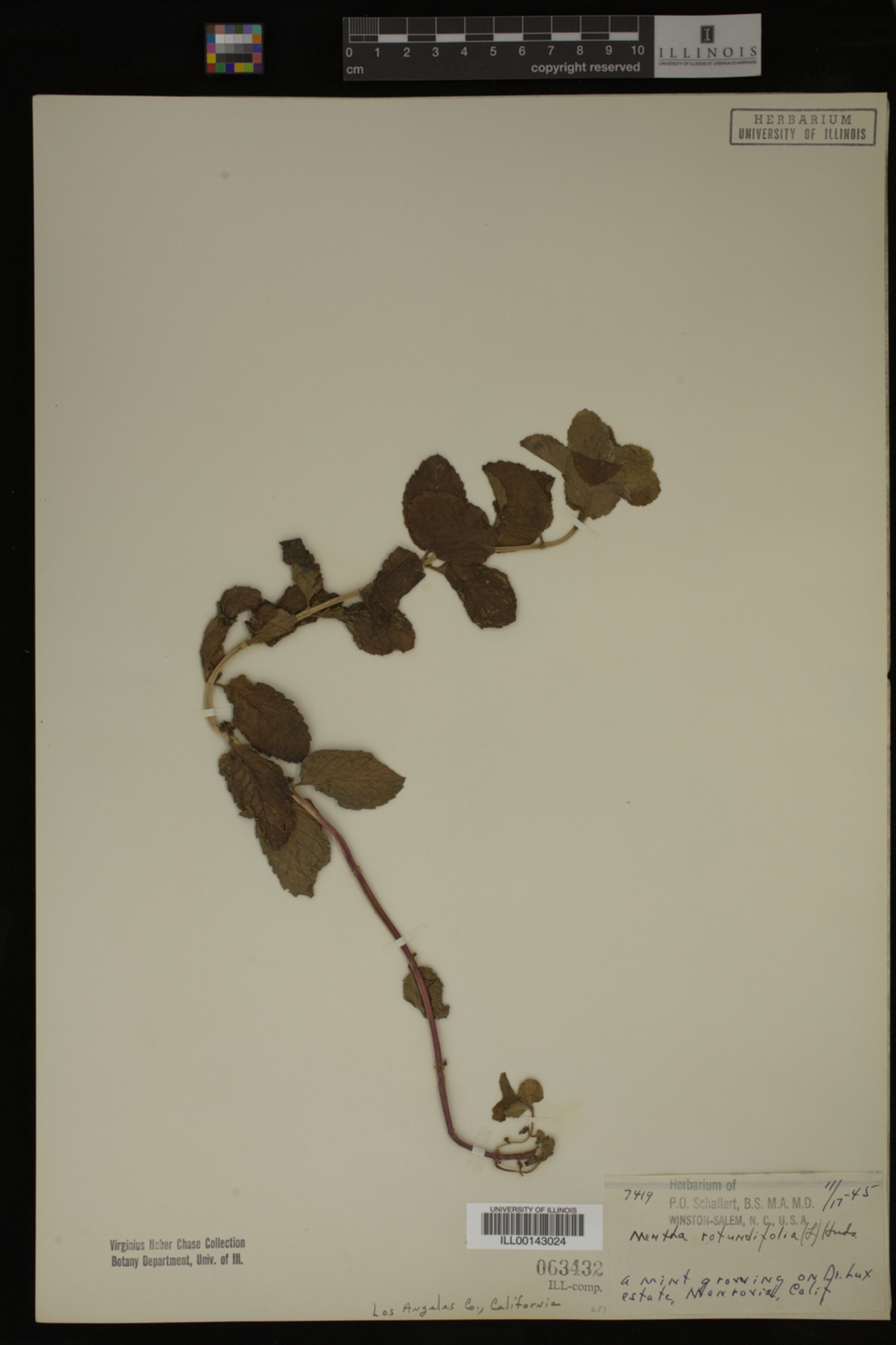Mentha rotundifolia image