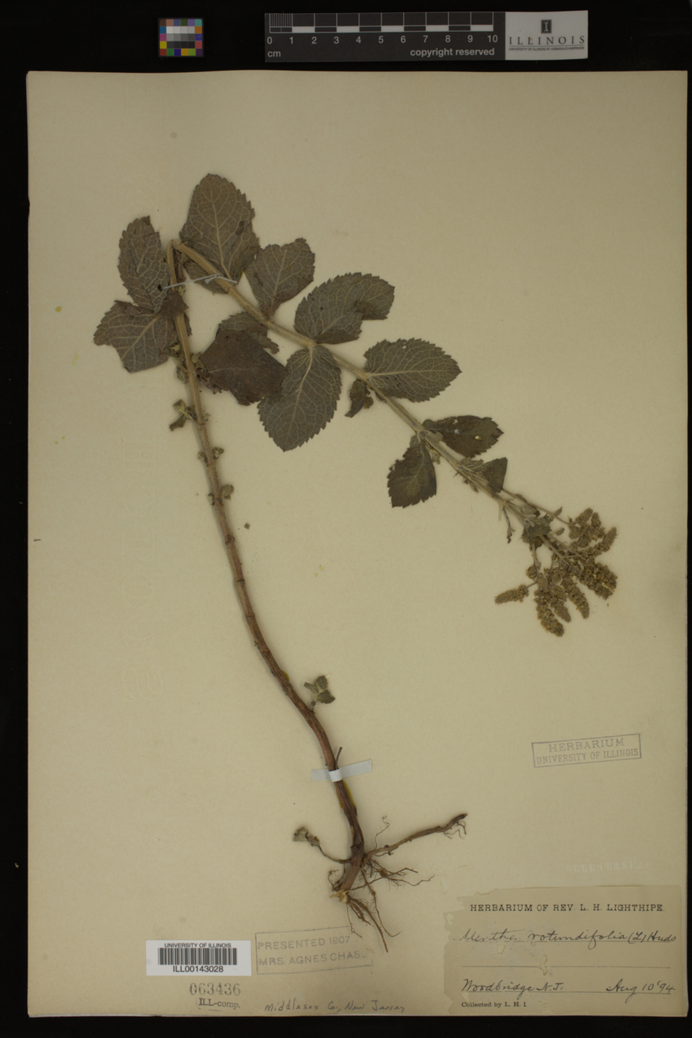 Mentha rotundifolia image