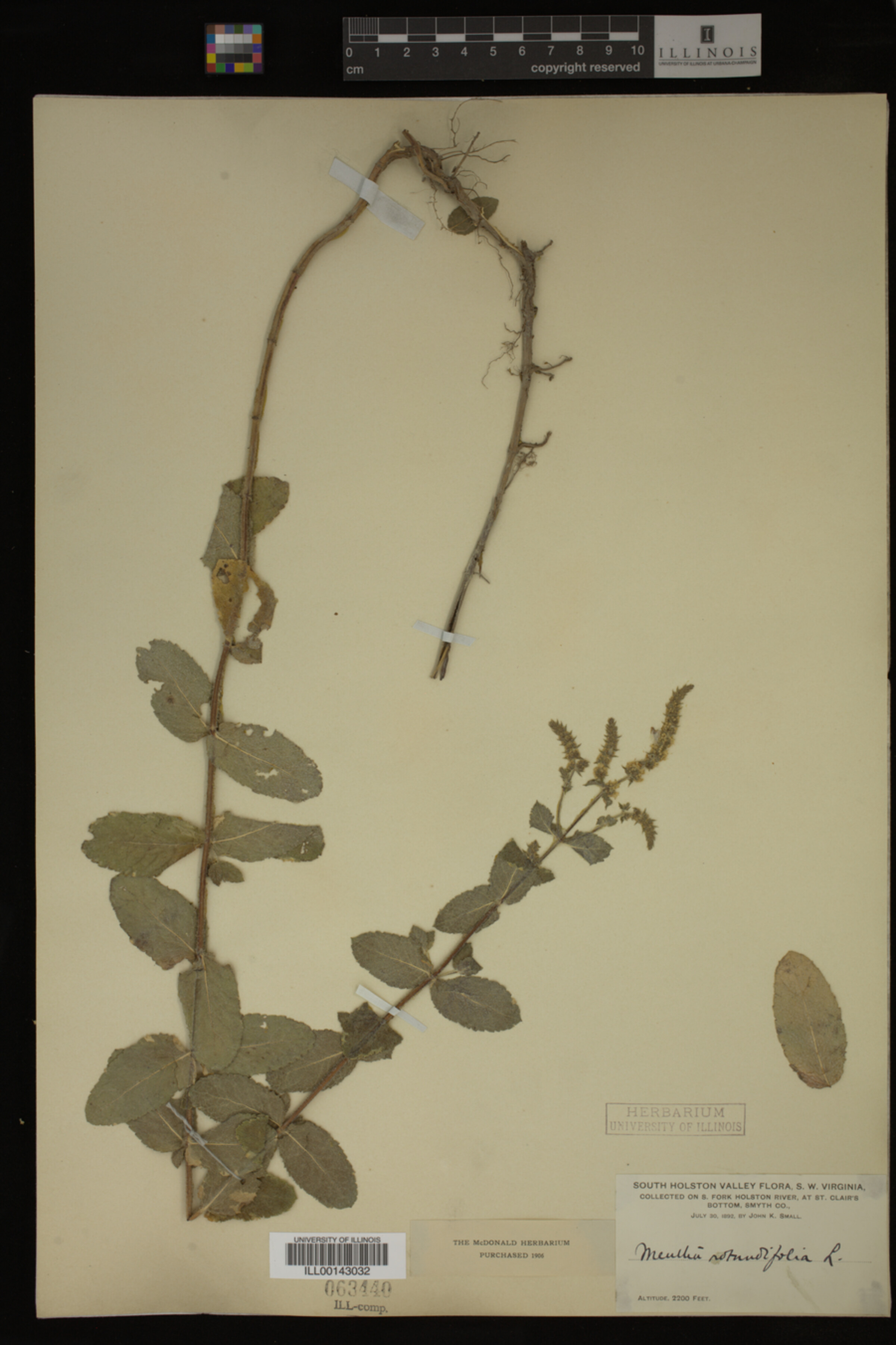 Mentha image