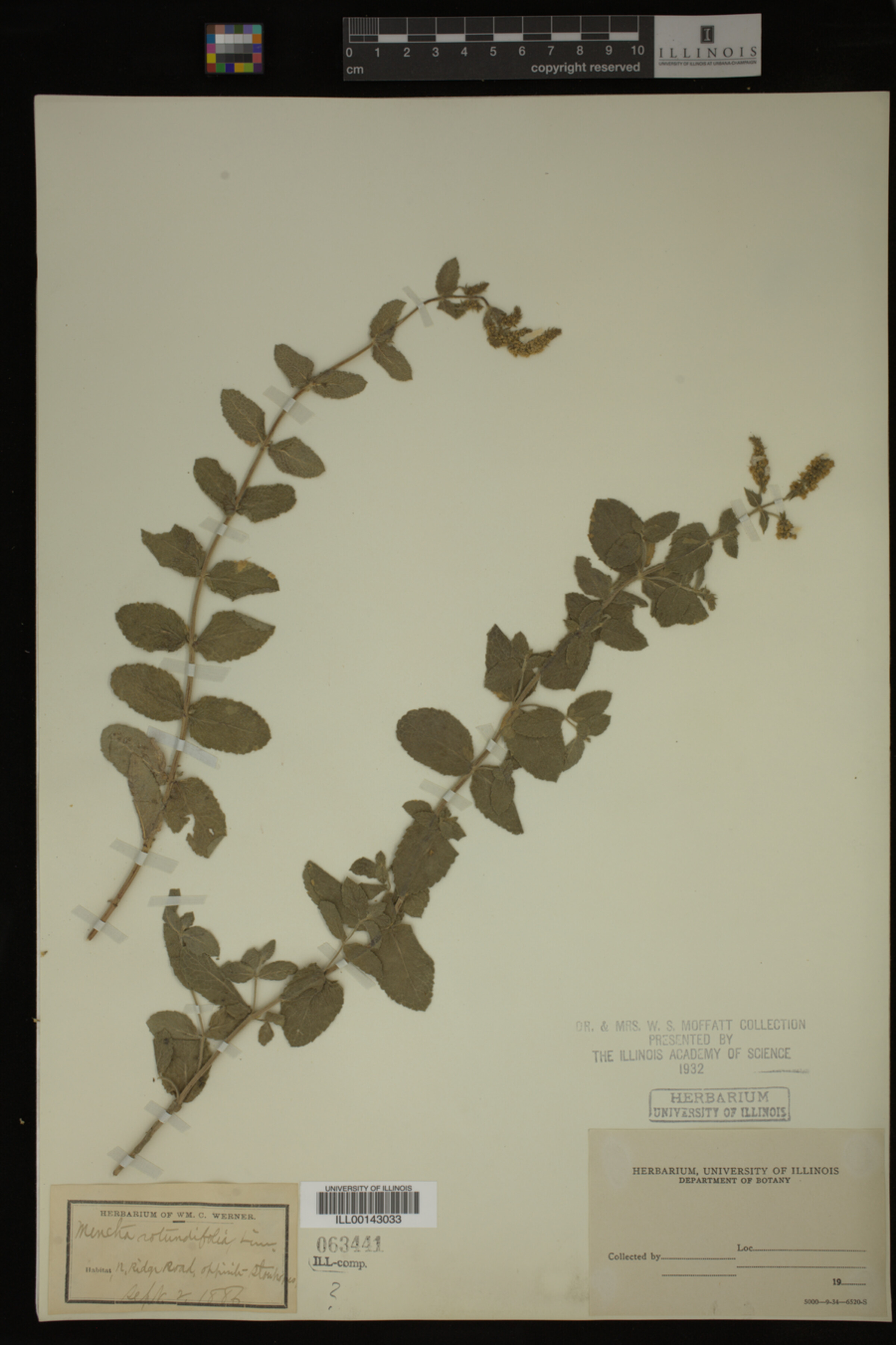Mentha rotundifolia image