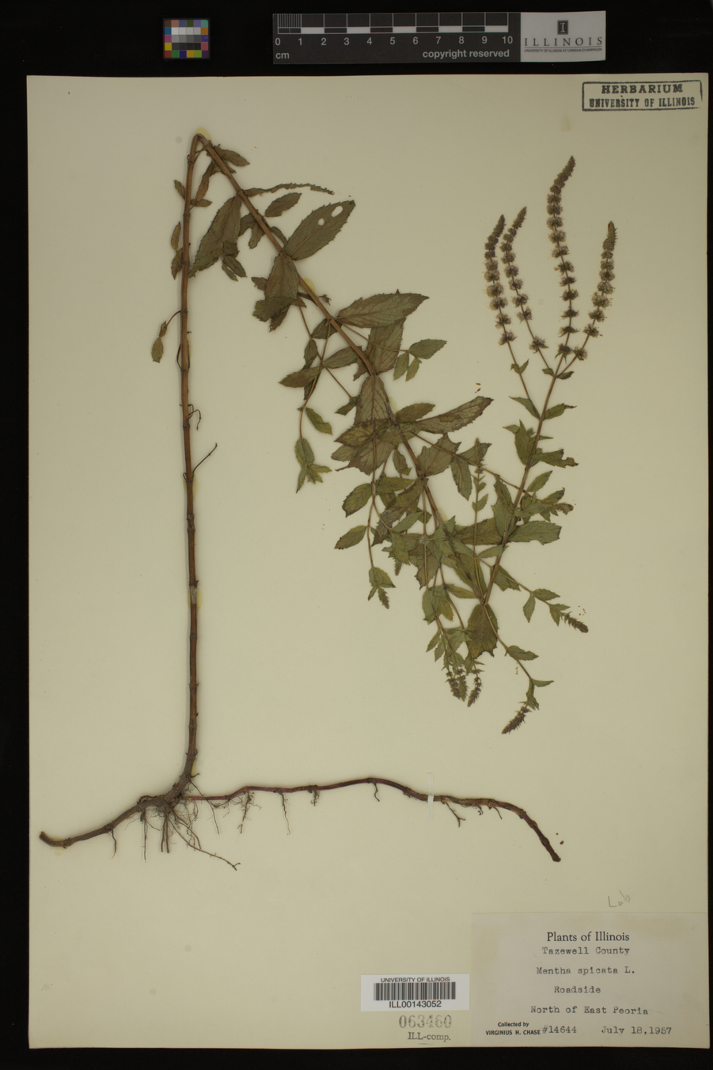 Mentha spicata image