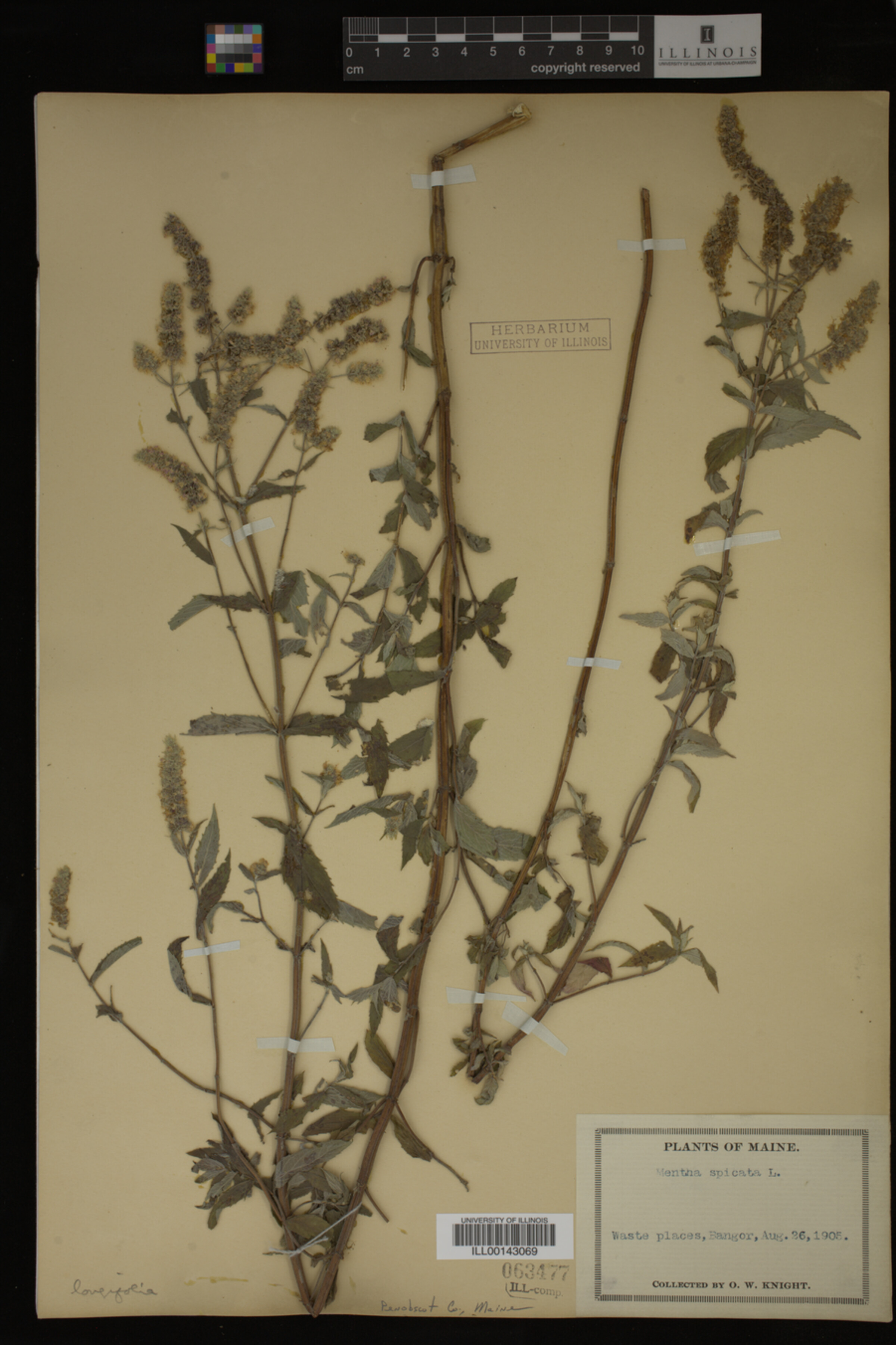 Mentha spicata image