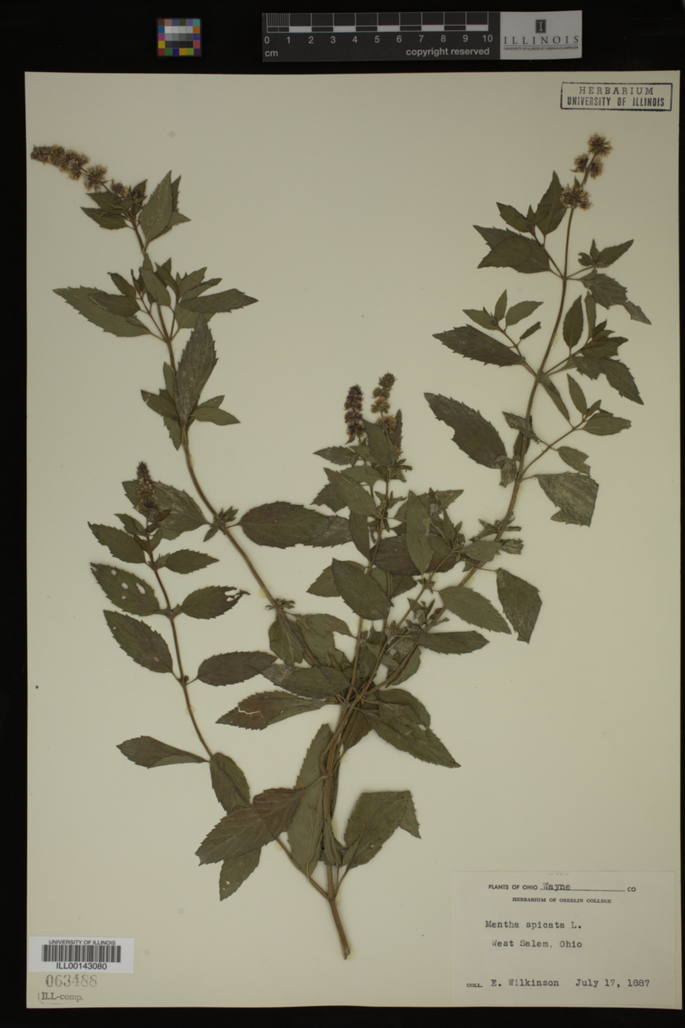 Mentha spicata image