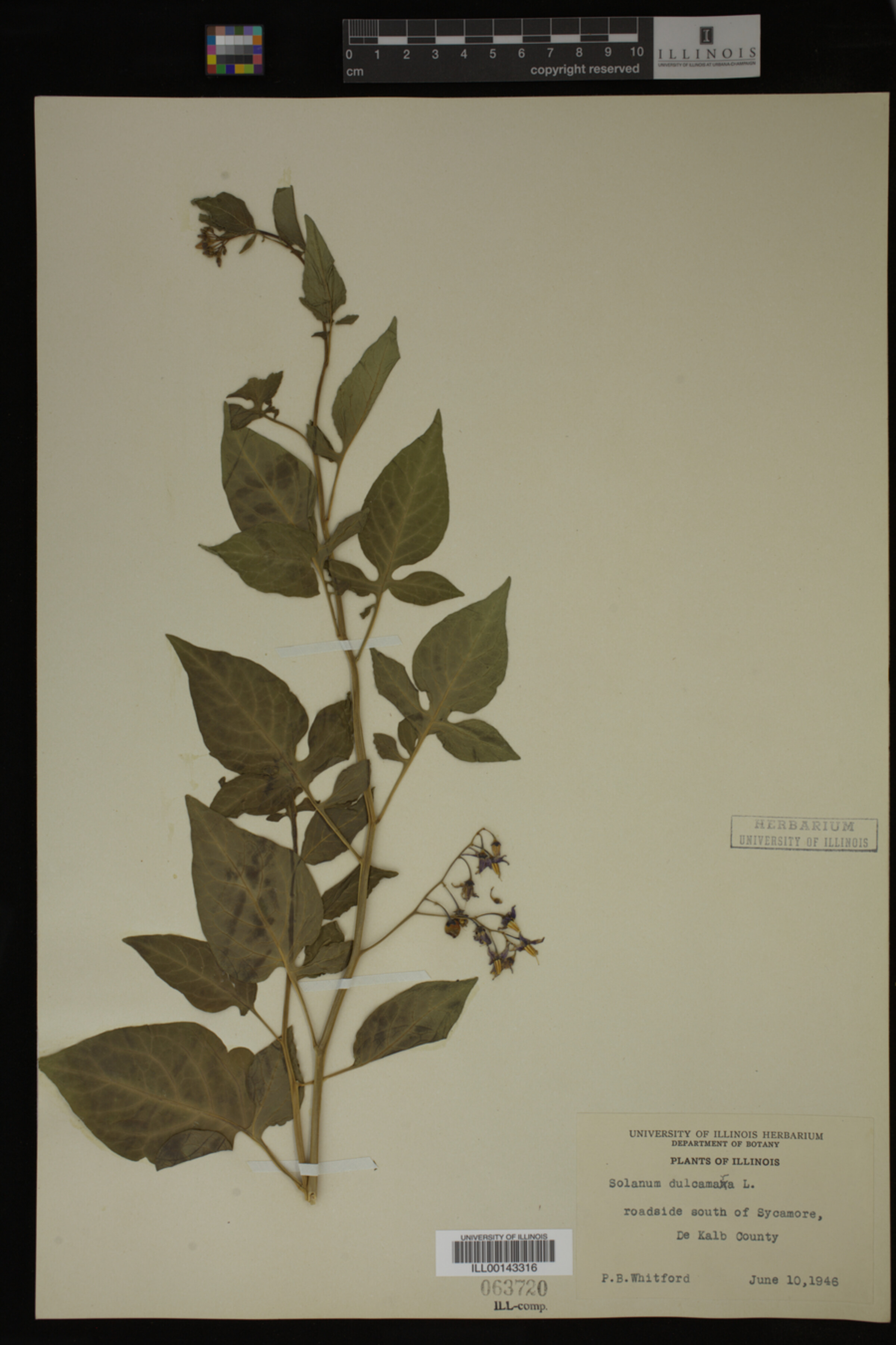 Solanum image