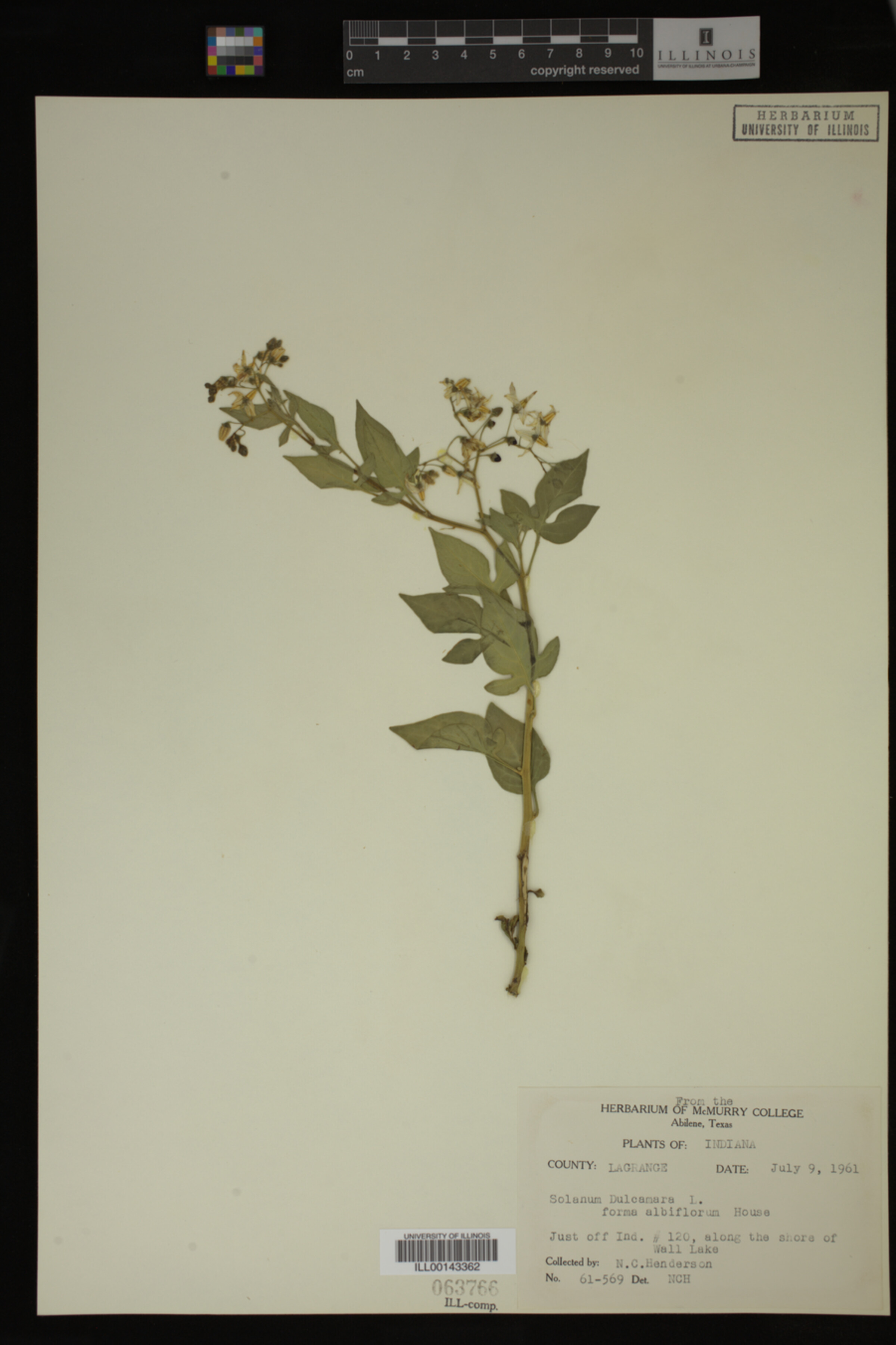 Solanum dulcamara f. albiflorum image