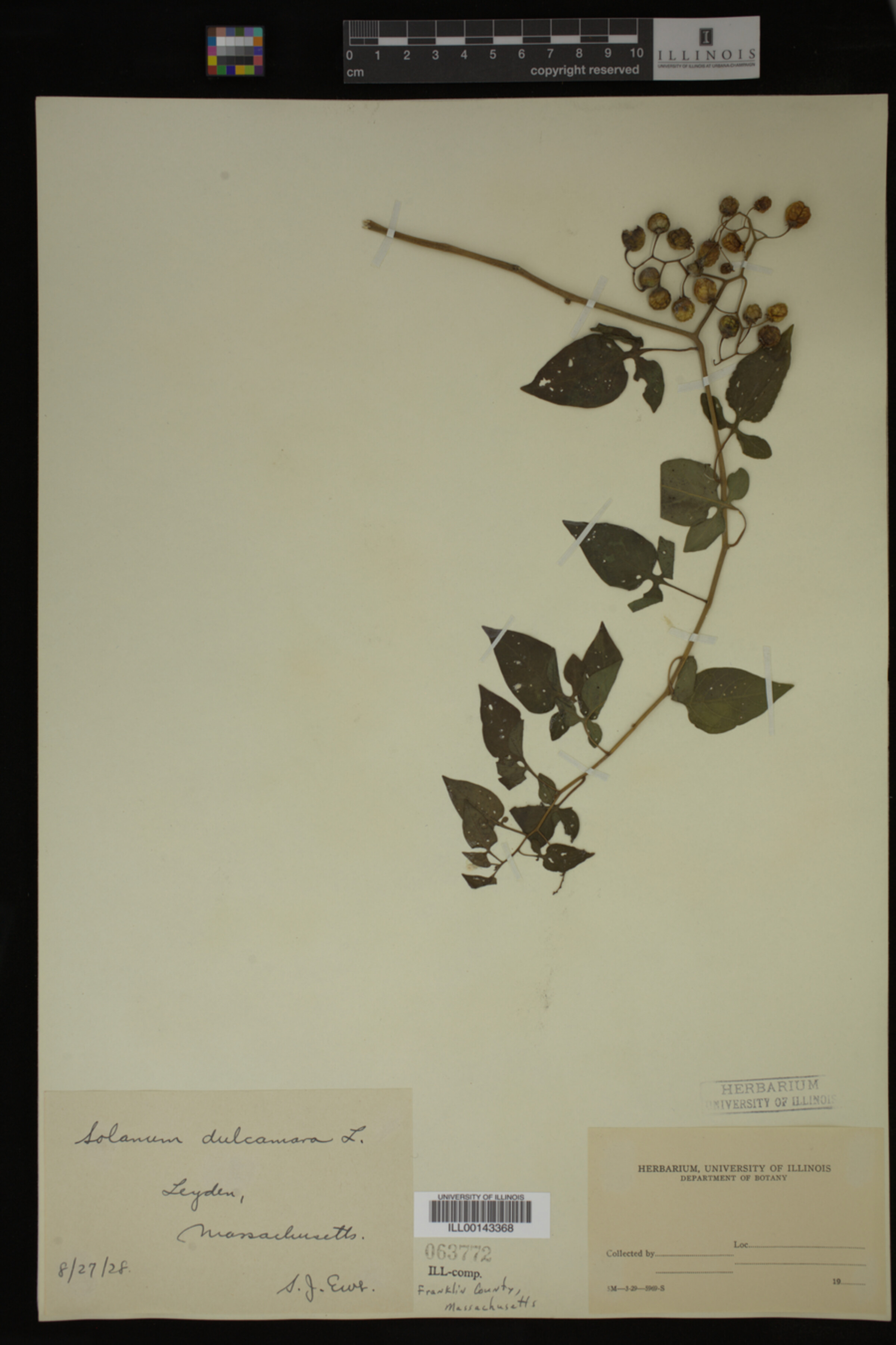 Solanum dulcamara image