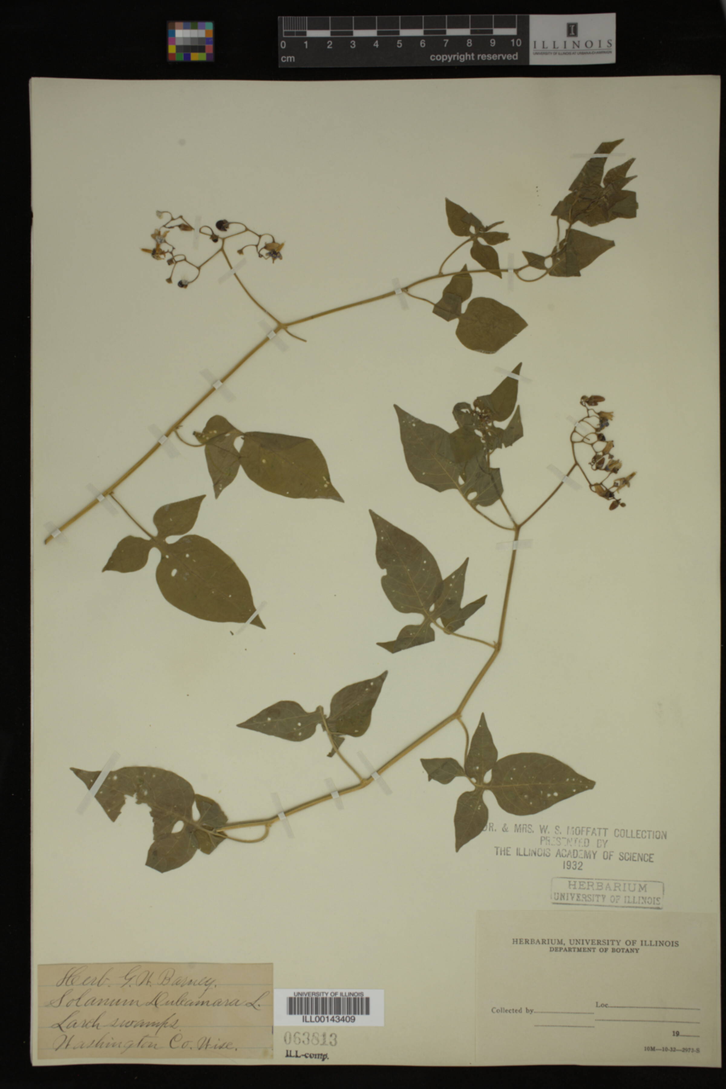 Solanum dulcamara image