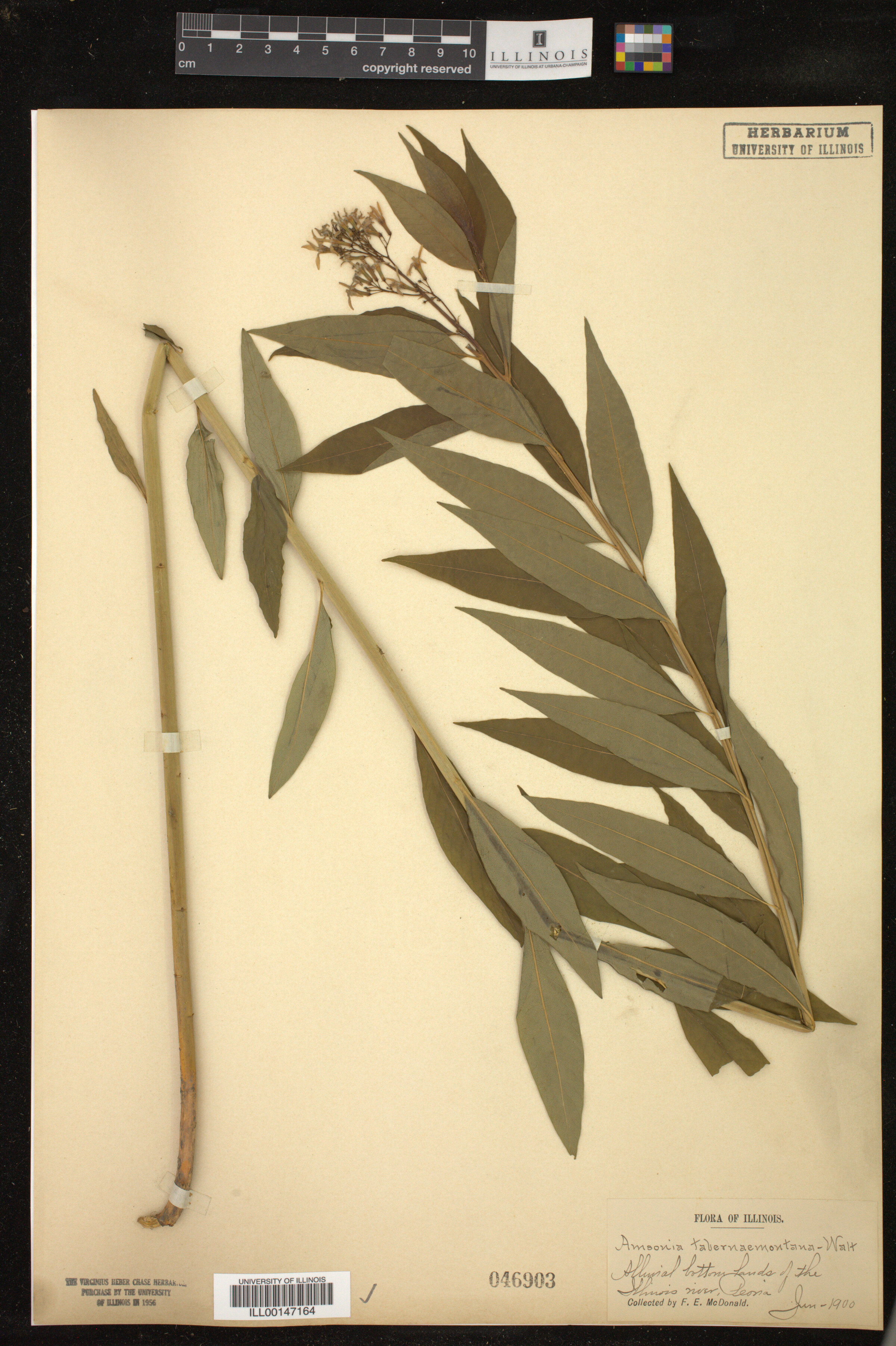 Amsonia tabernaemontana image