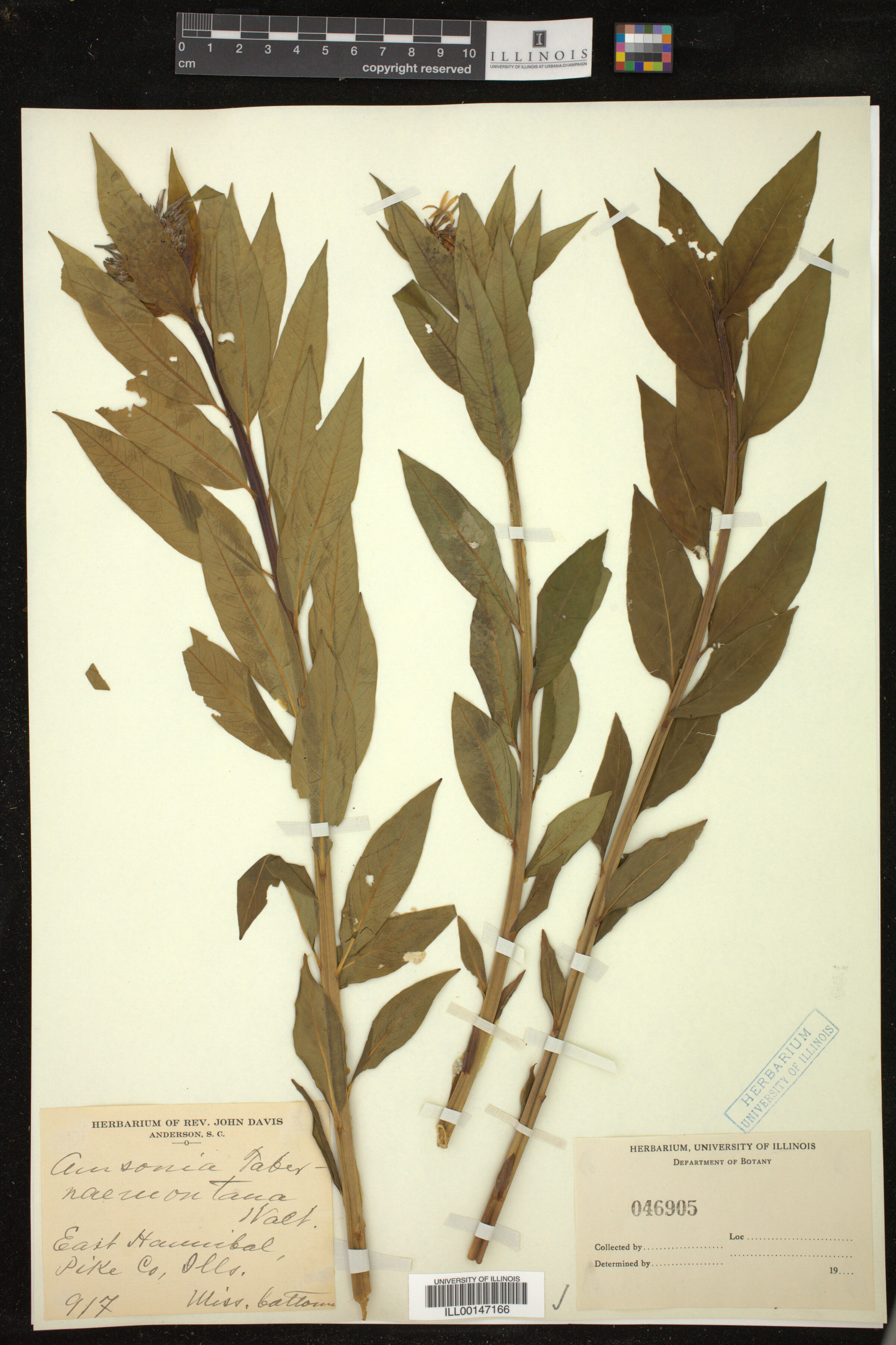 Amsonia tabernaemontana image