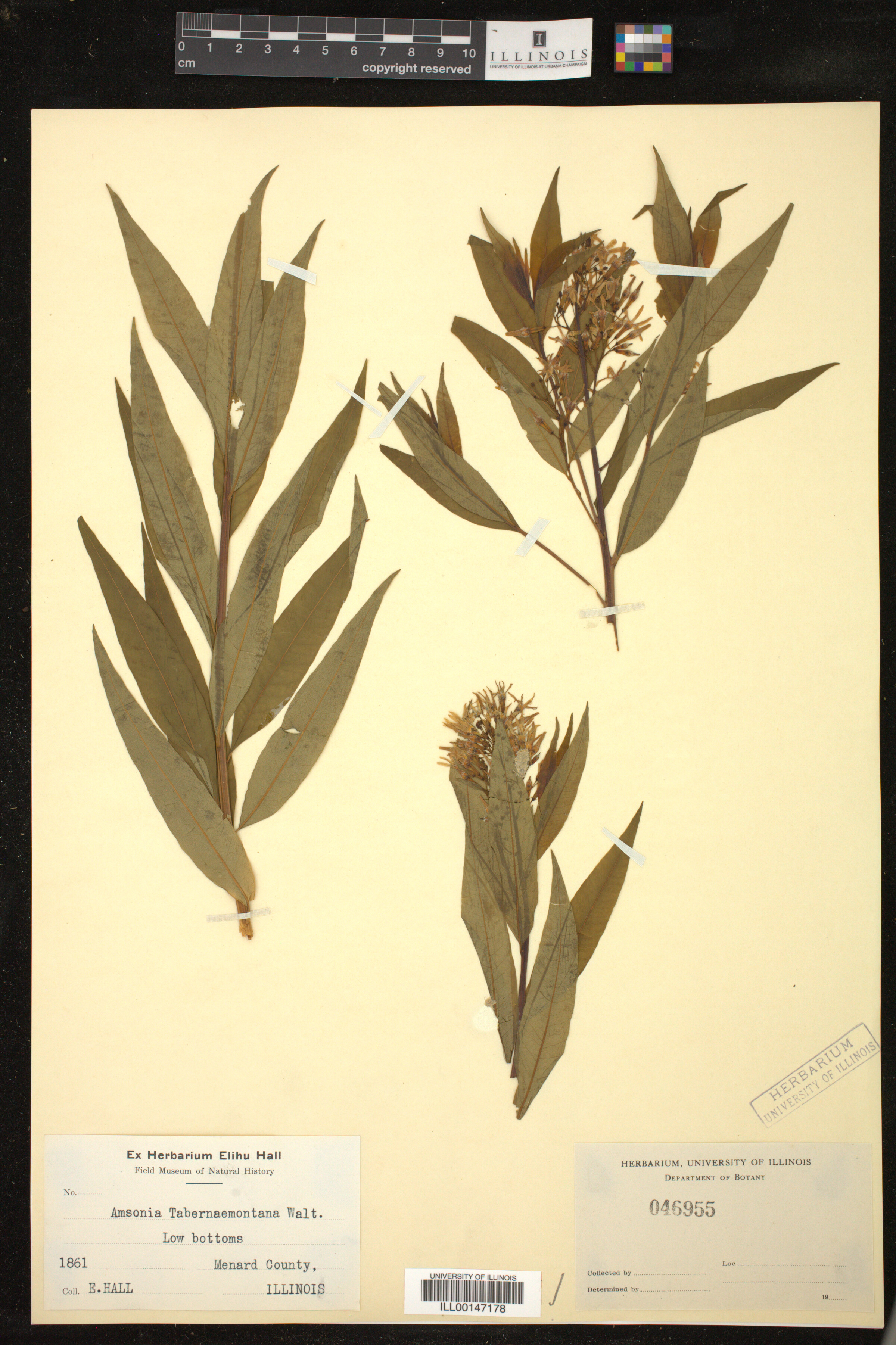 Amsonia tabernaemontana image