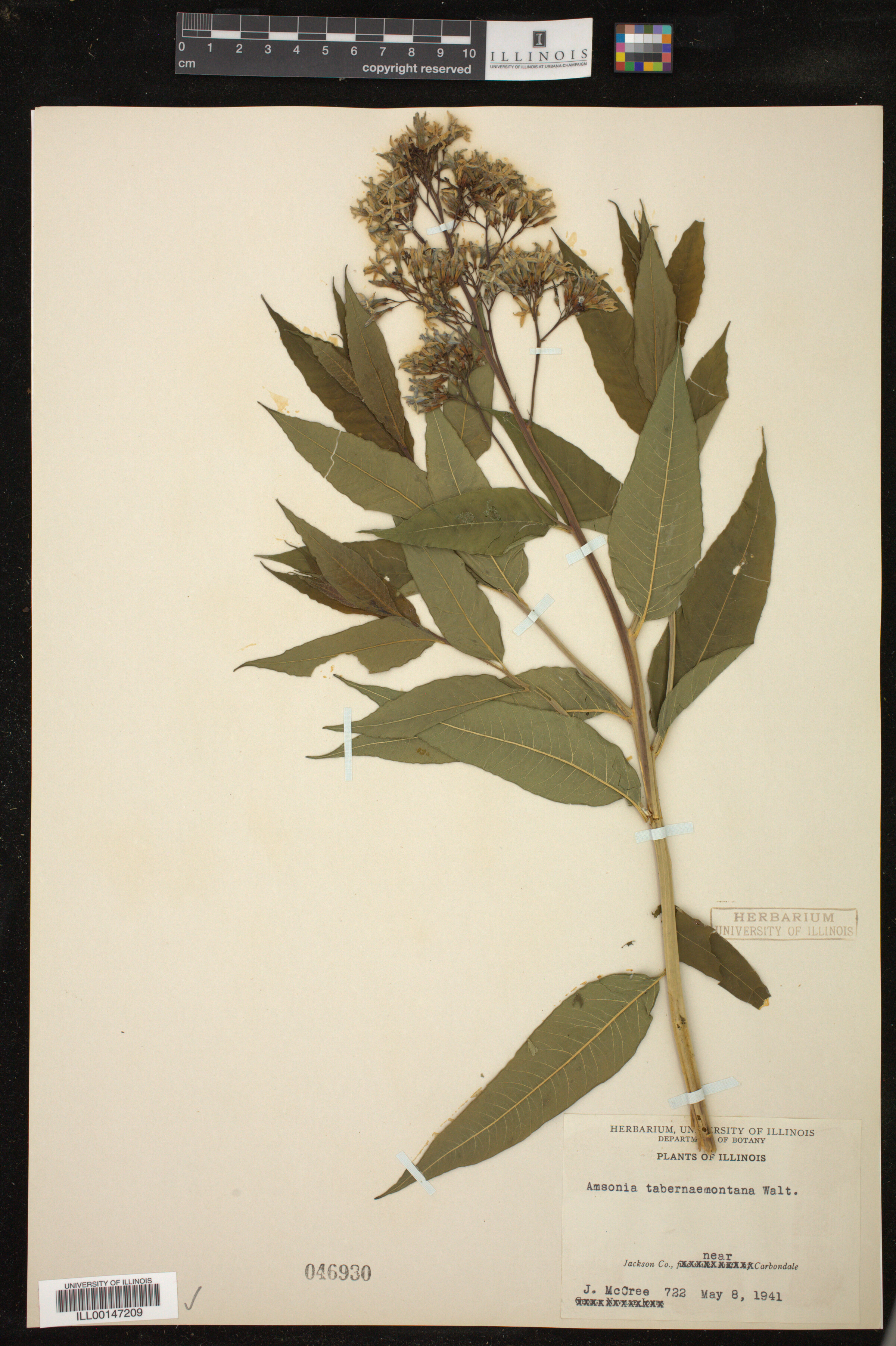 Amsonia tabernaemontana image