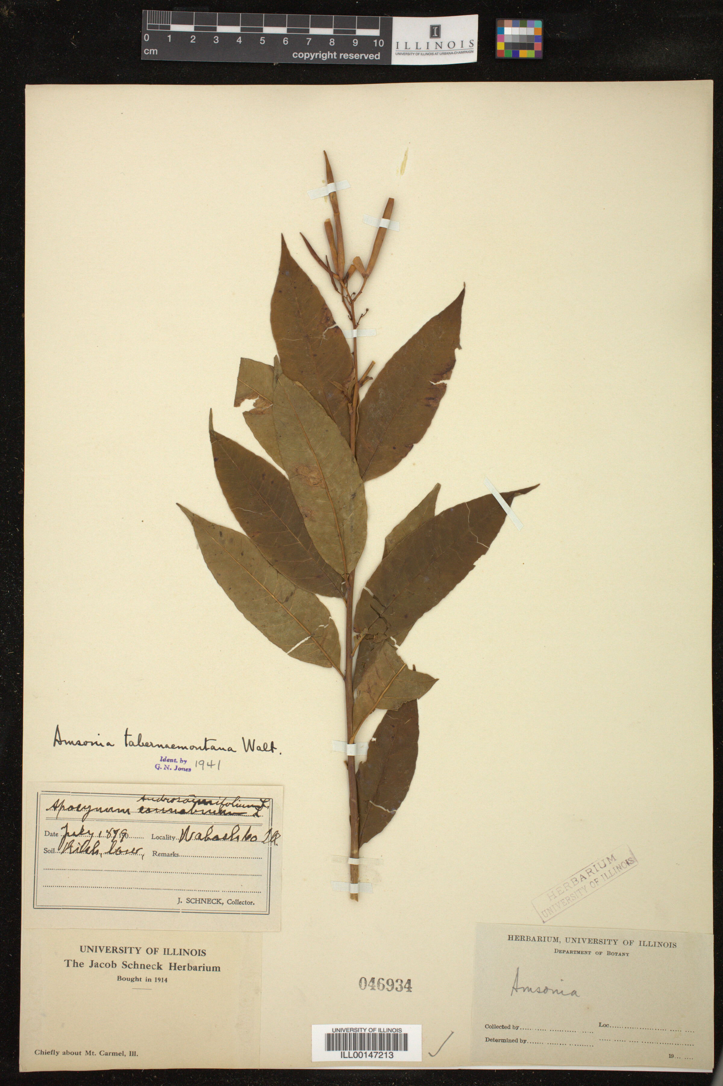 Amsonia tabernaemontana image