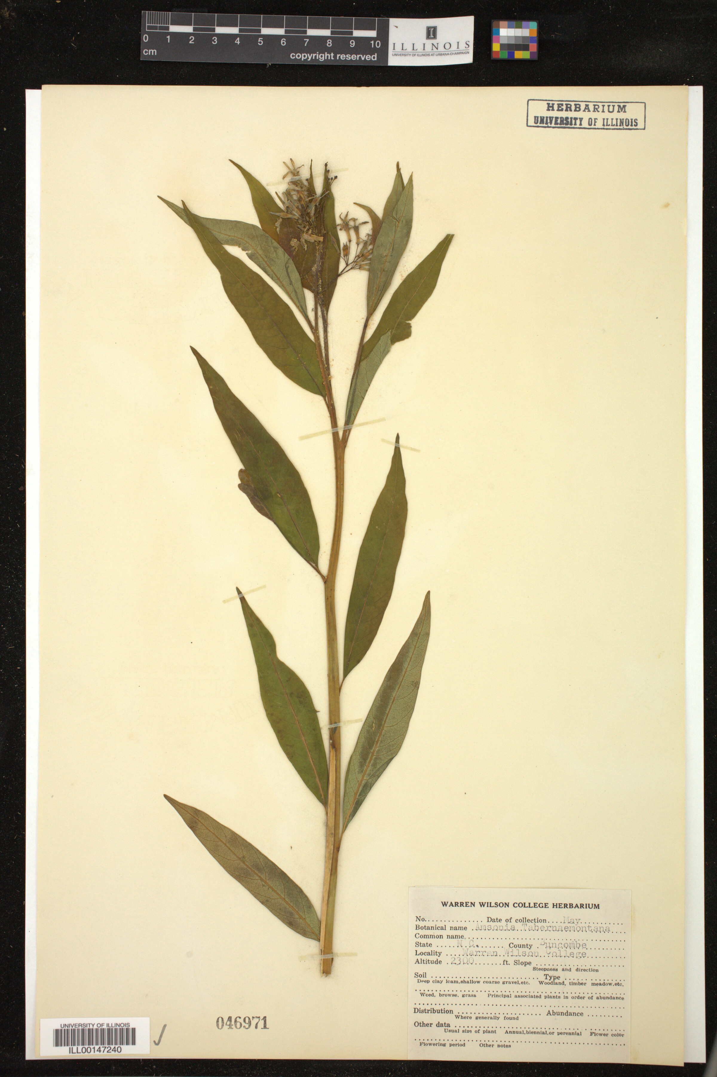 Amsonia tabernaemontana image