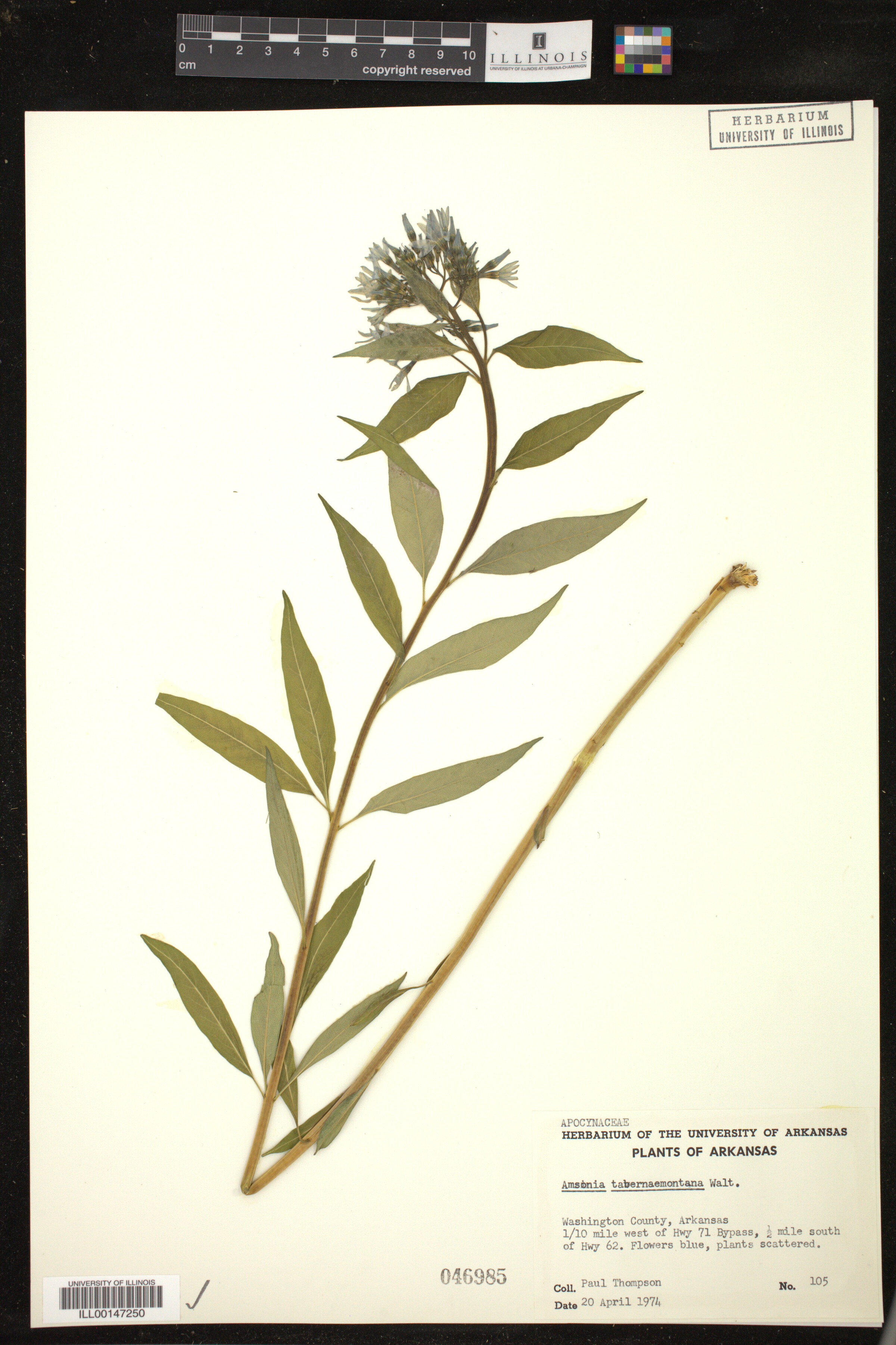 Amsonia tabernaemontana image