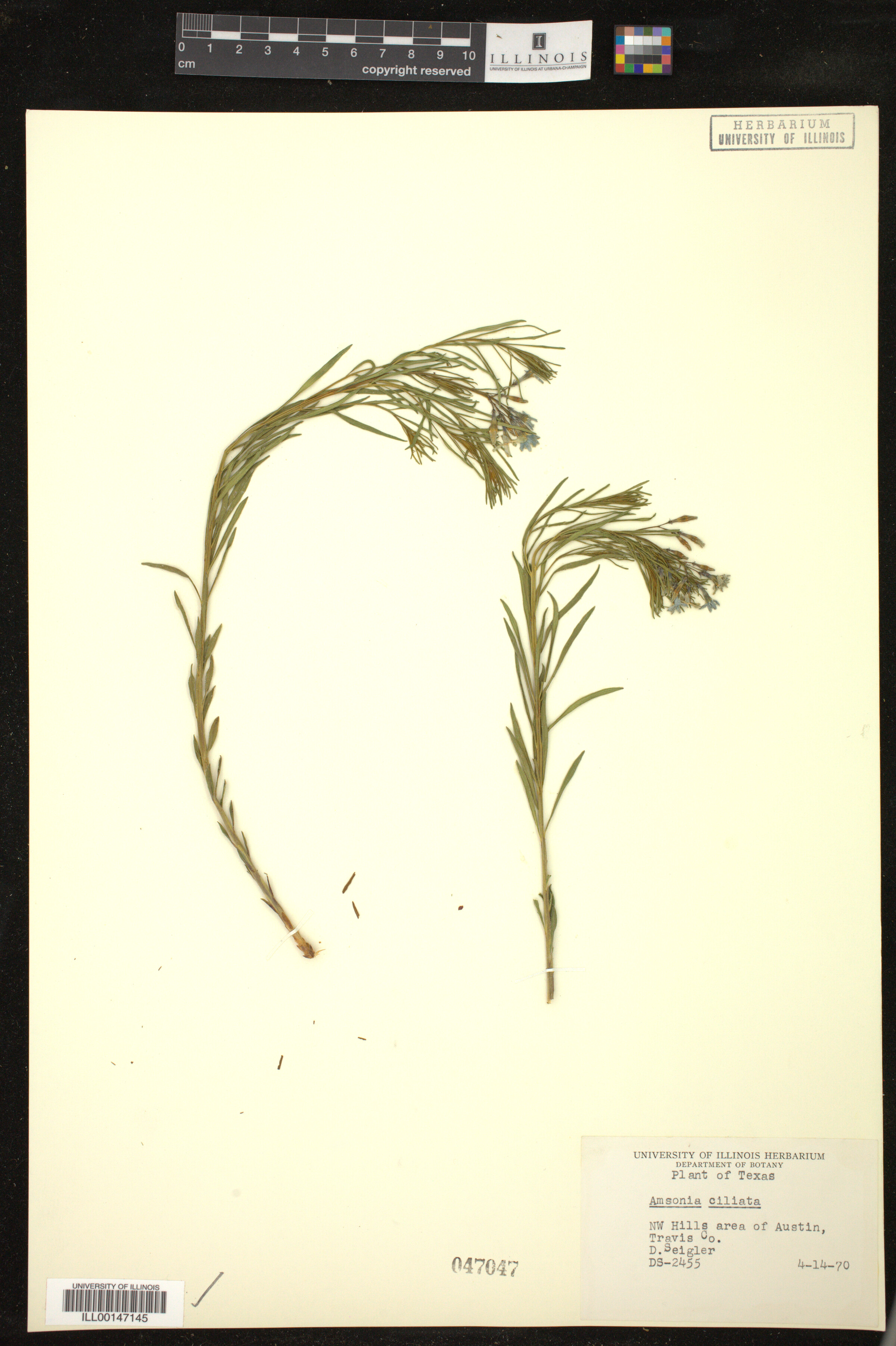 Amsonia ciliata image