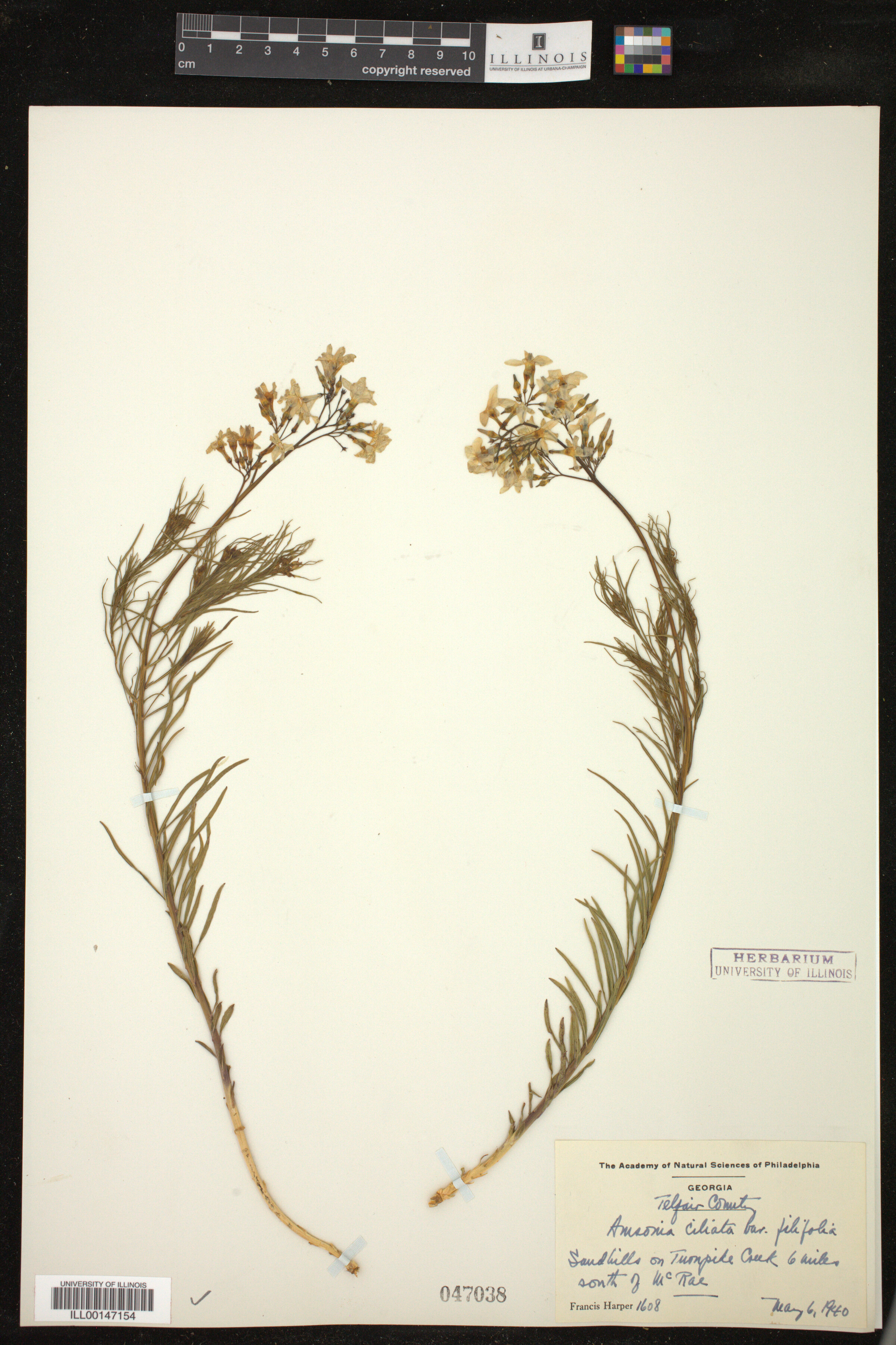 Amsonia ciliata image