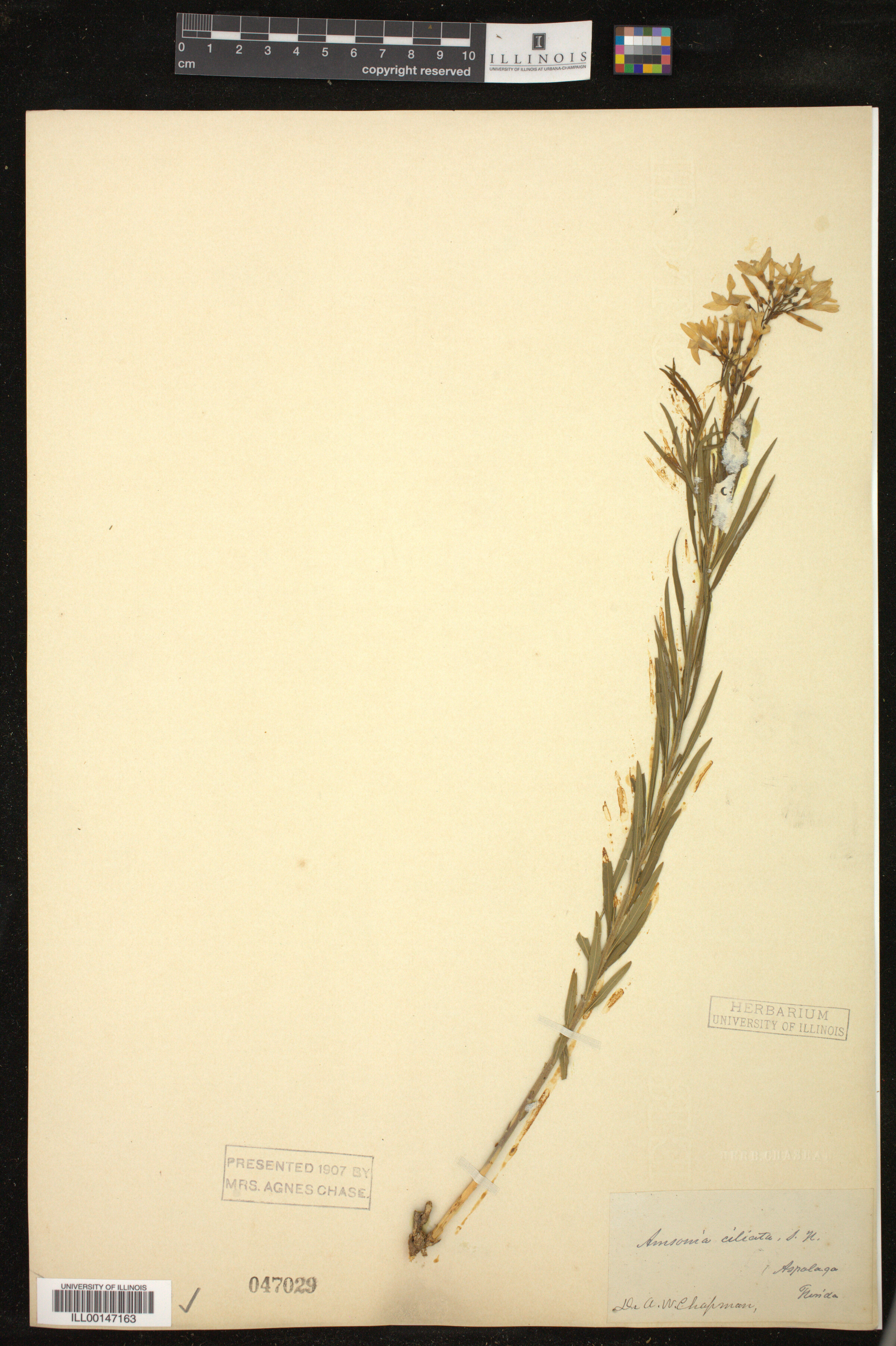 Amsonia ciliata image