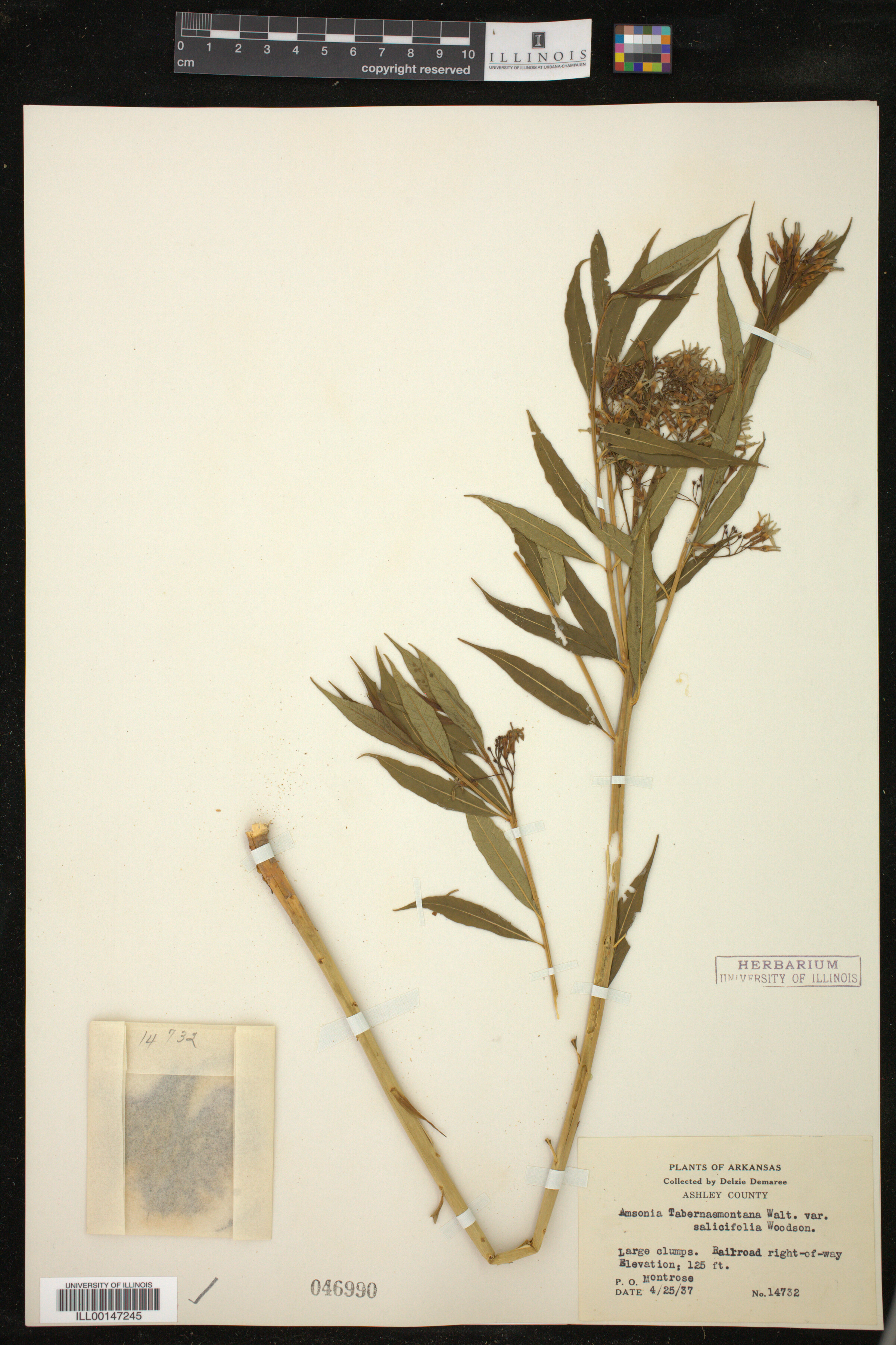 Amsonia tabernaemontana var. salicifolia image