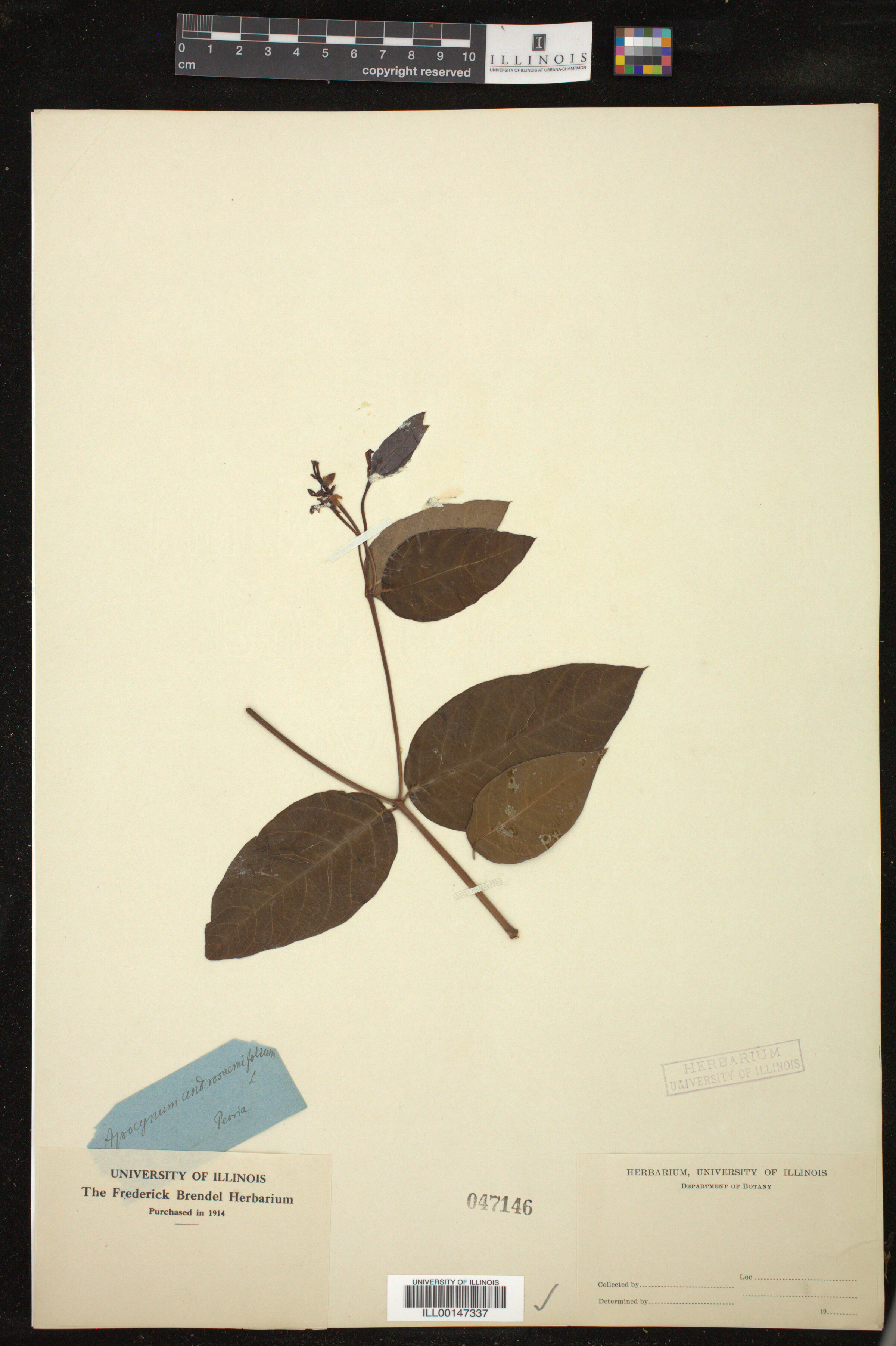 Apocynum androsaemifolium image