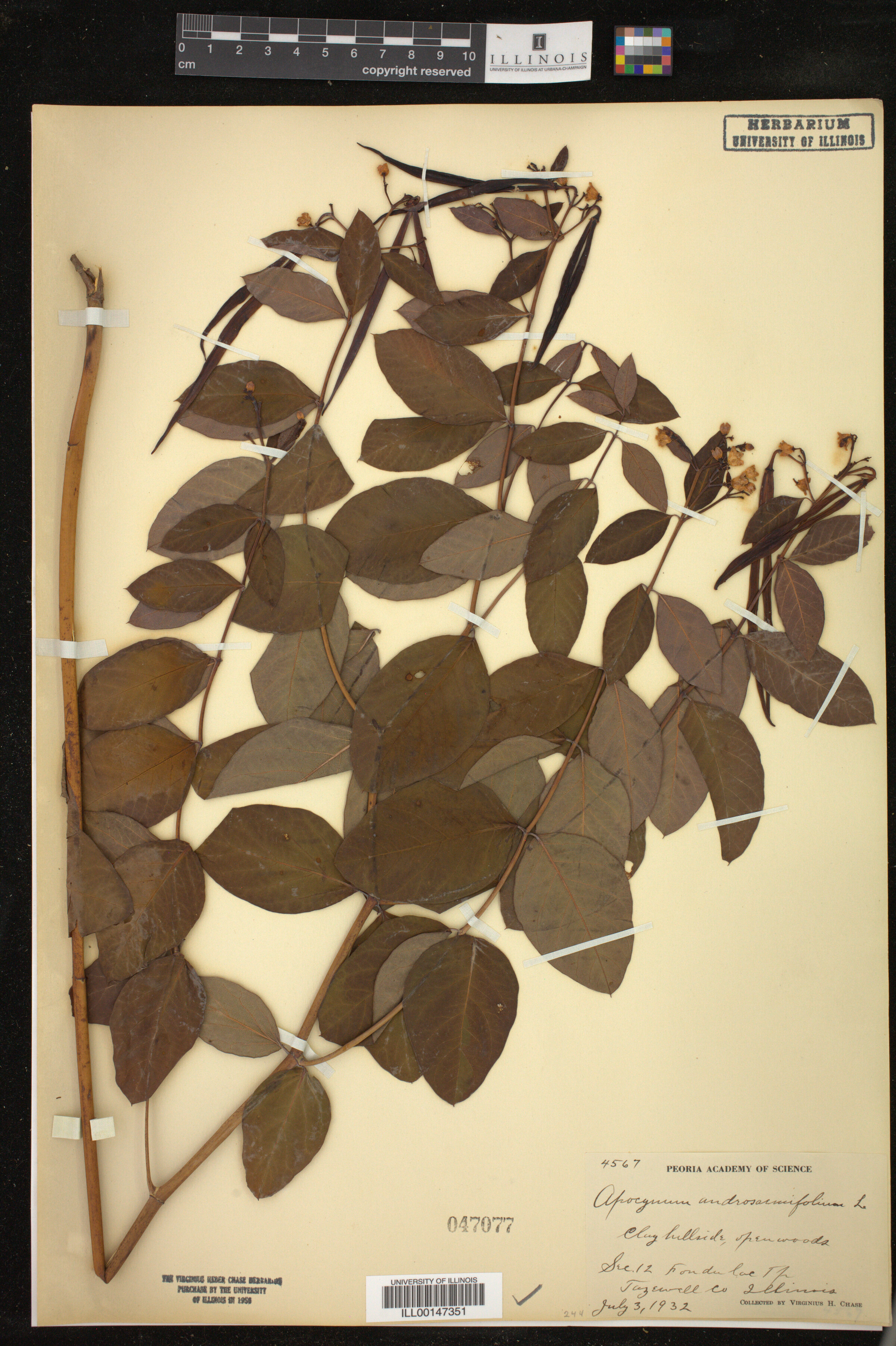 Apocynum androsaemifolium image