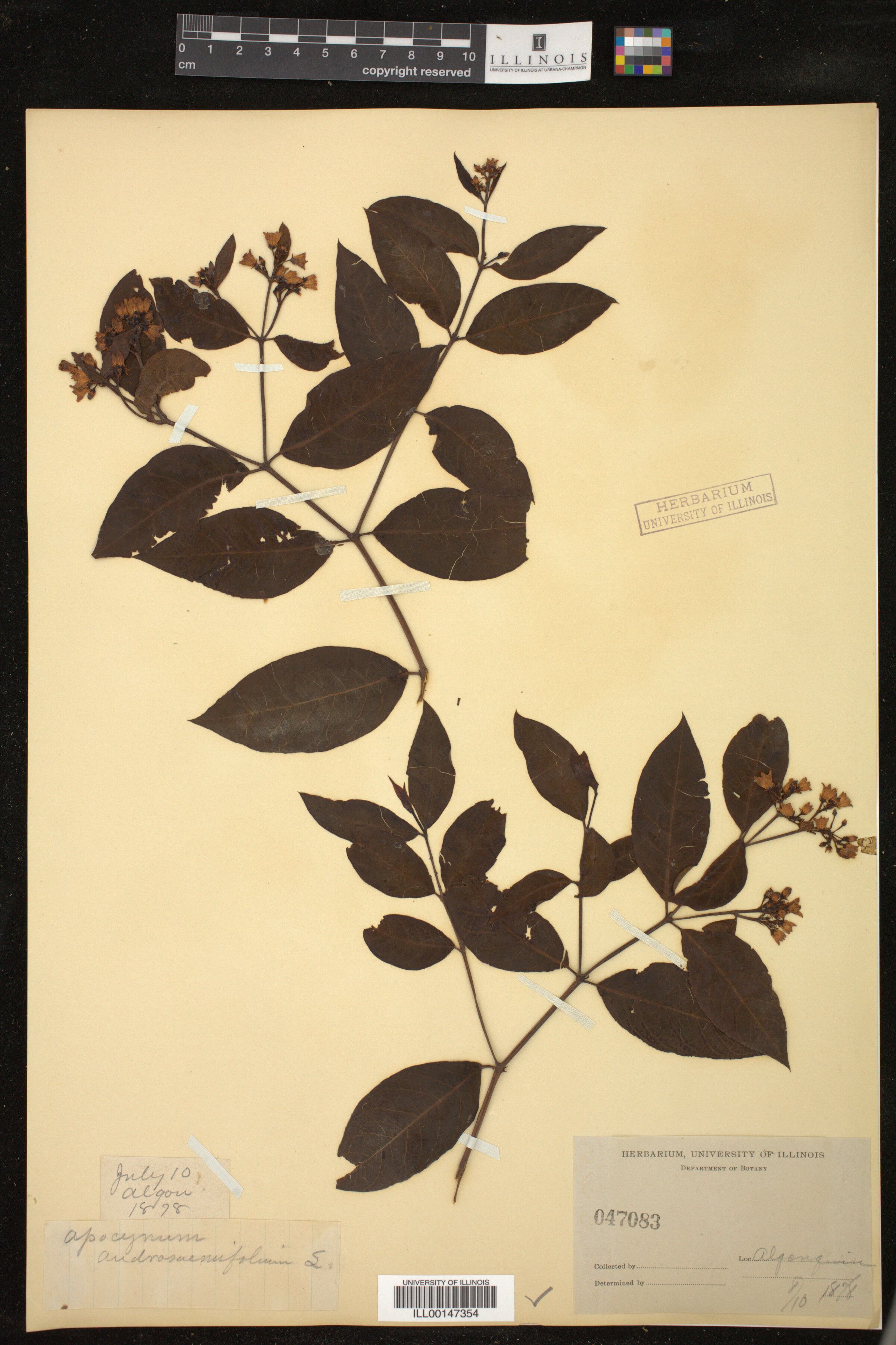 Apocynum androsaemifolium image