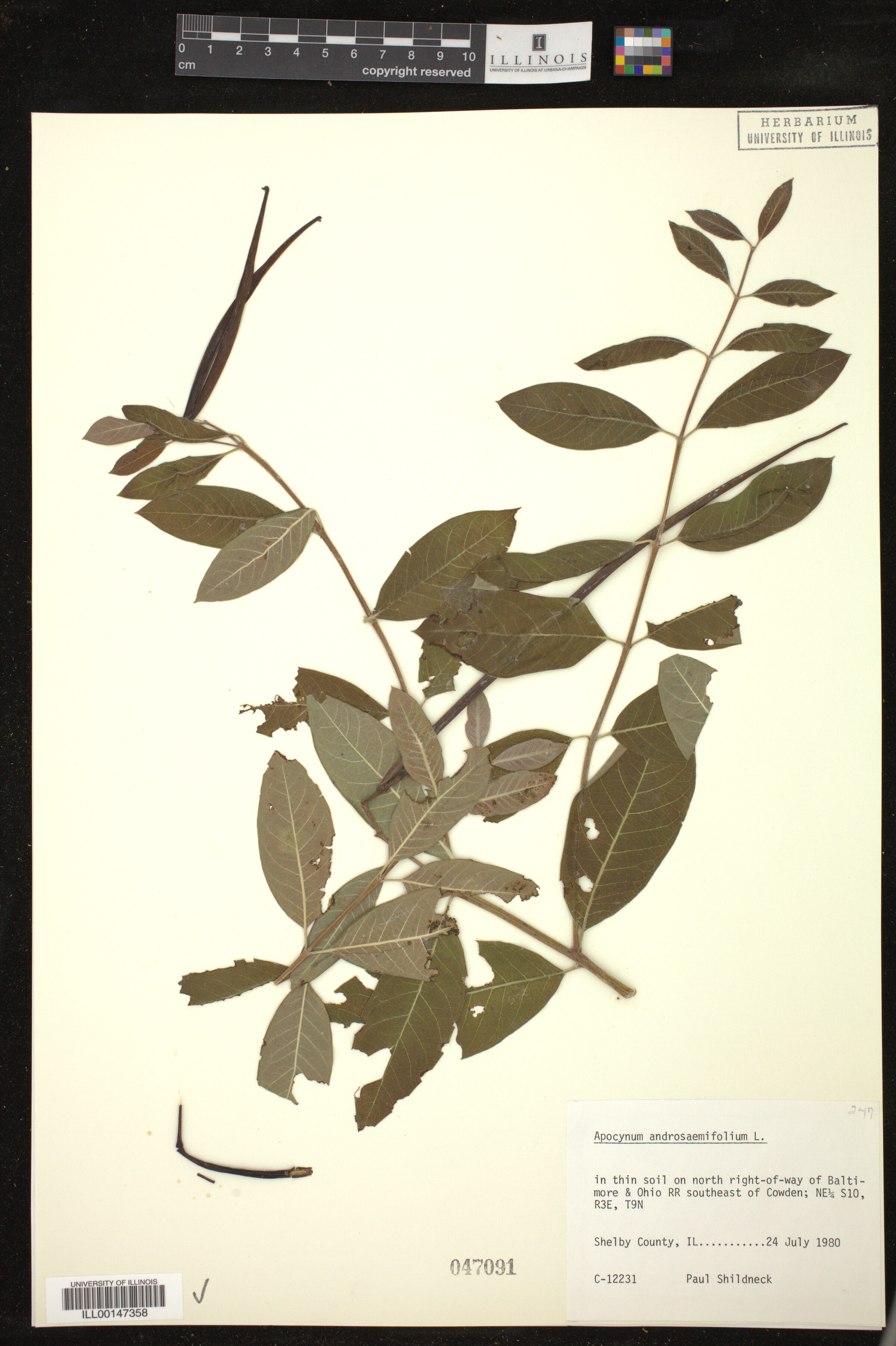 Apocynum androsaemifolium image