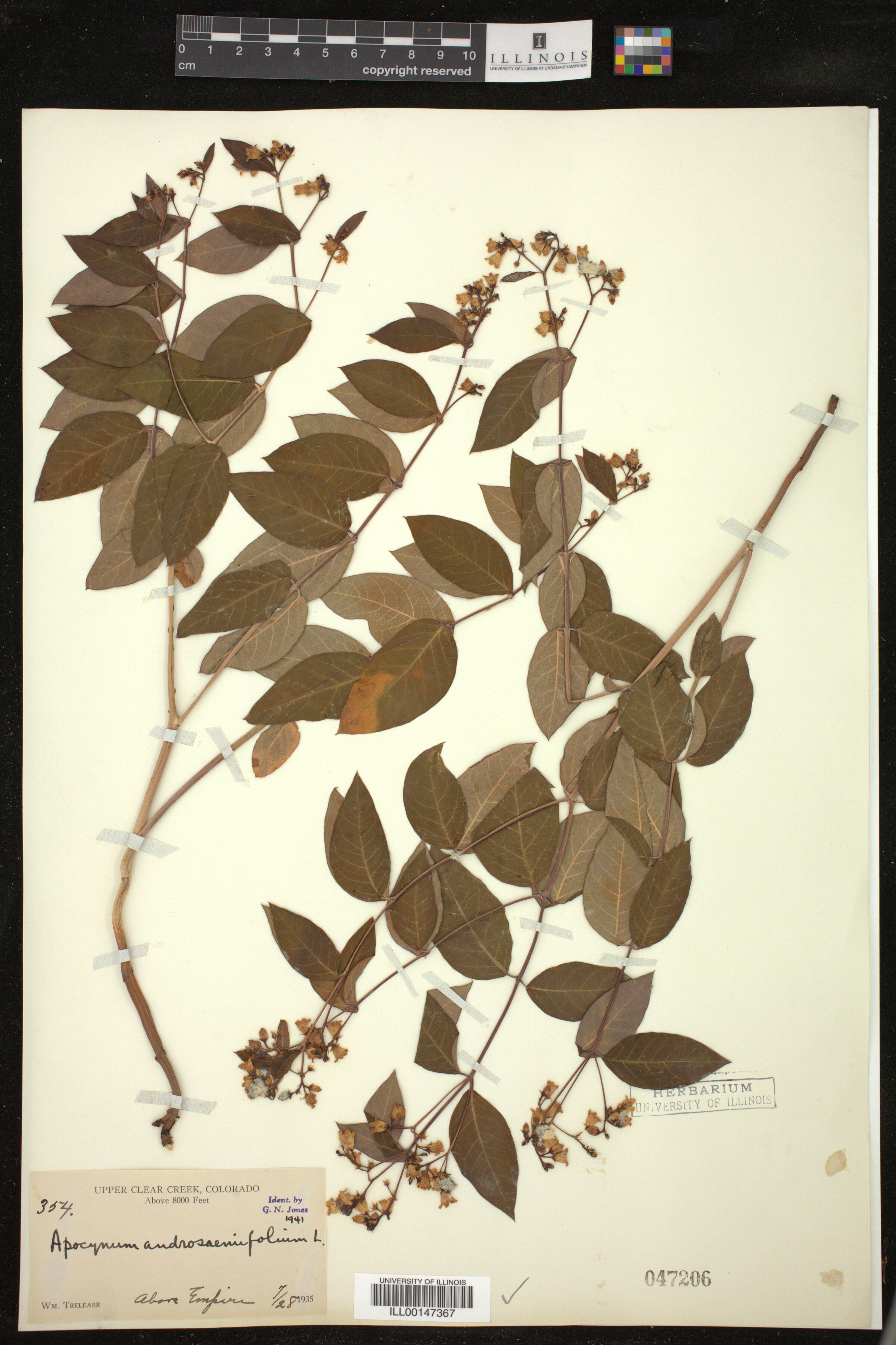 Apocynum androsaemifolium image